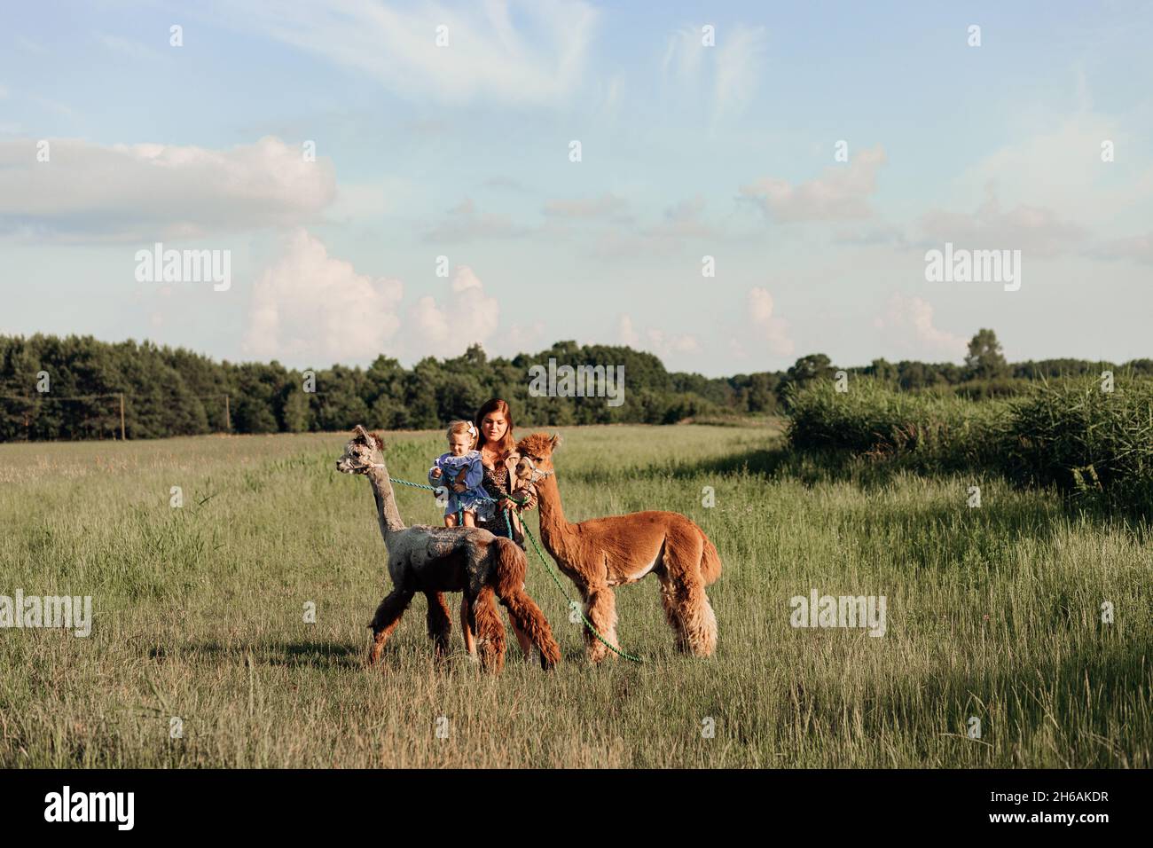 Mutter und Tochter wandern am Sommertag Alpakas auf den Feldern ihrer Farm. Agrarindustrie. Agrotourismus. Oncept der Verwendung von natürlichen Materialien. Be Stockfoto