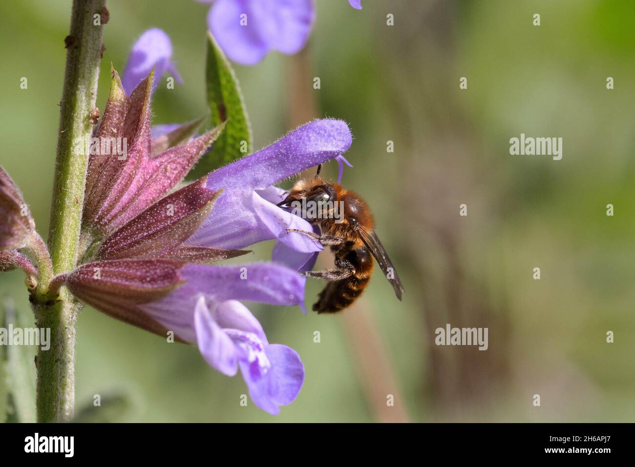 Halictus scabiosae, eine große, gebänderte Furchierbiene Stockfoto