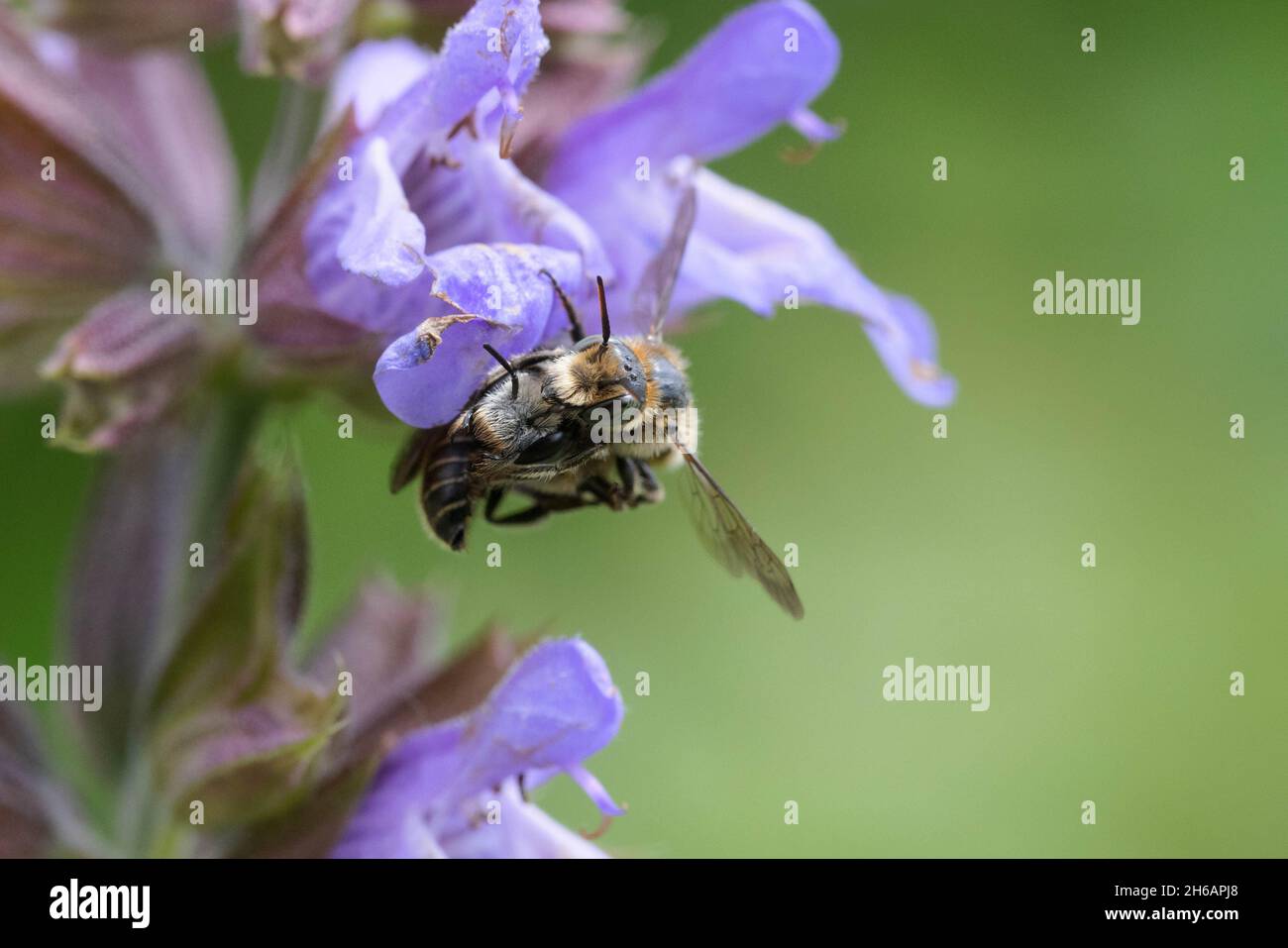 Halictus scabiosae, die große Bänderbiene, die sich paart Stockfoto