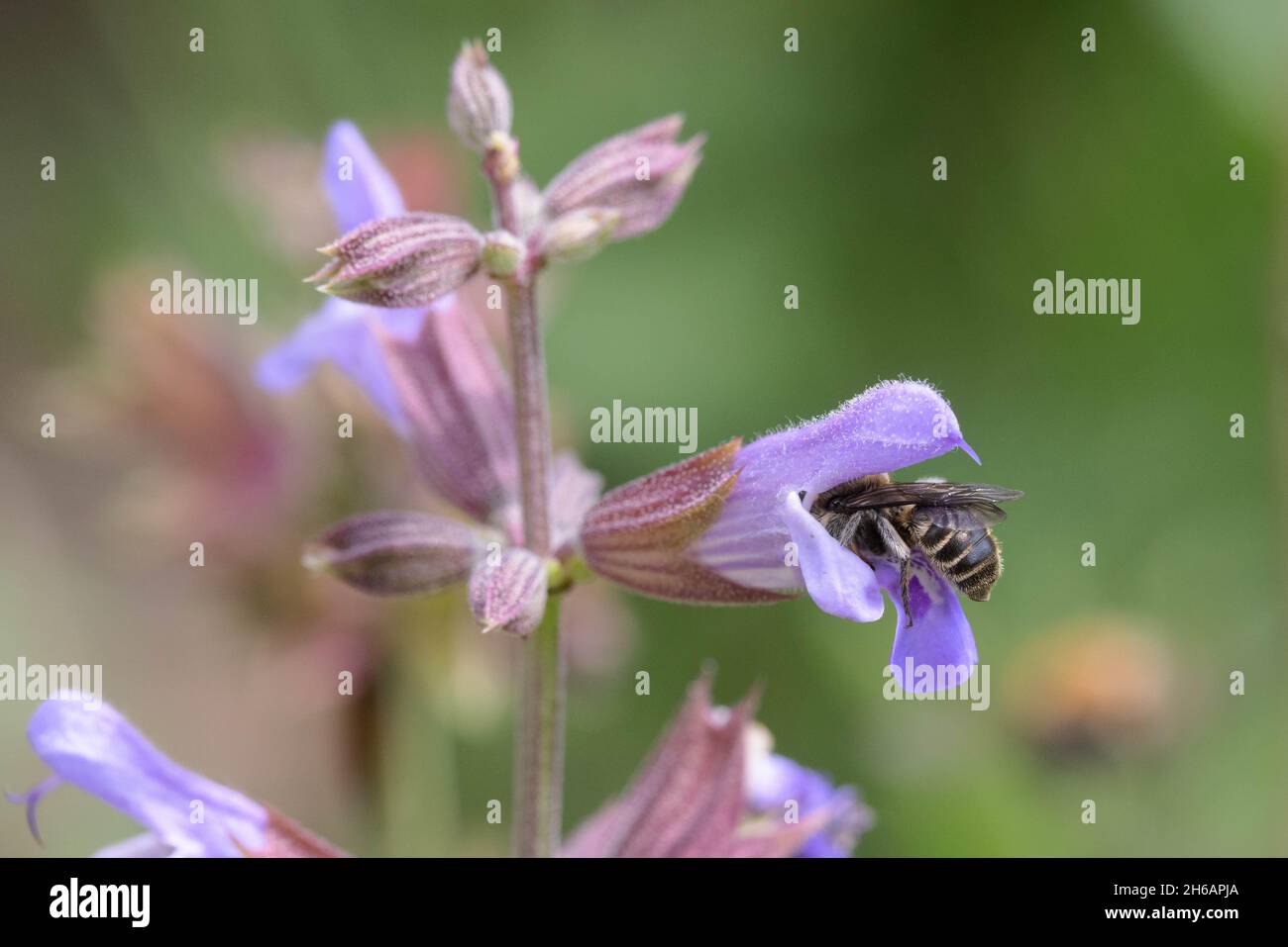 Halictus scabiosae, eine große, gebänderte Furchierbiene Stockfoto