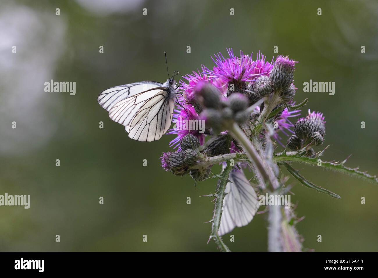 Aporia crataegi, der schwarz-aderige weiße Schmetterling auf der Distel Stockfoto