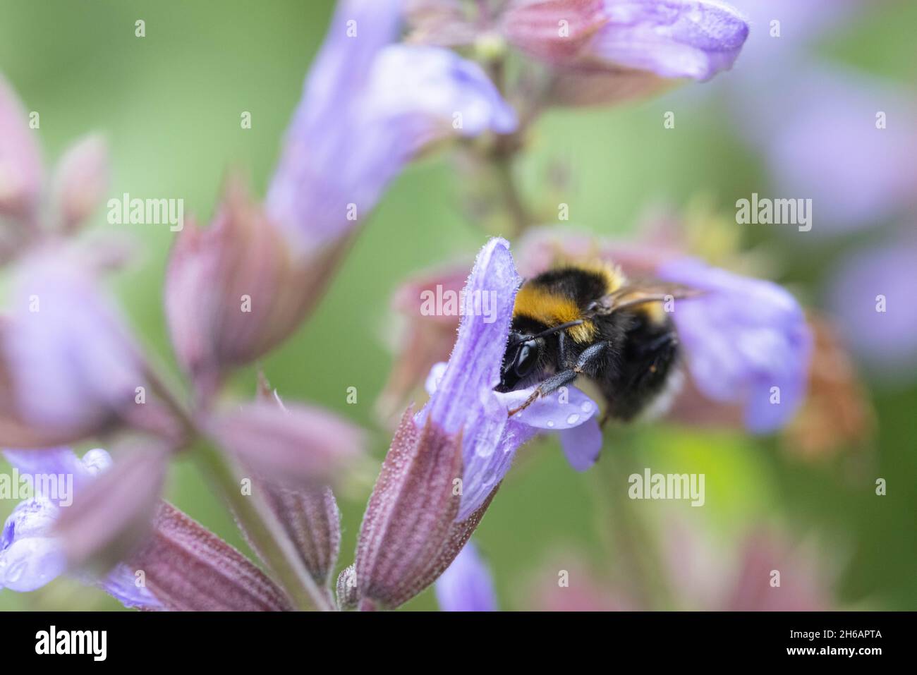 Gartenhummel (Bombus hortorum), Gartenhummel Stockfoto