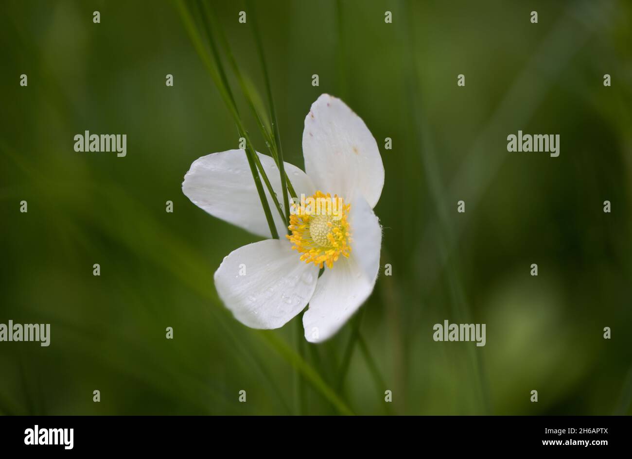 Schneeglöckchen-Anemone, Schneeglöckchen-Windblume, Anemonoides sylvestris Stockfoto