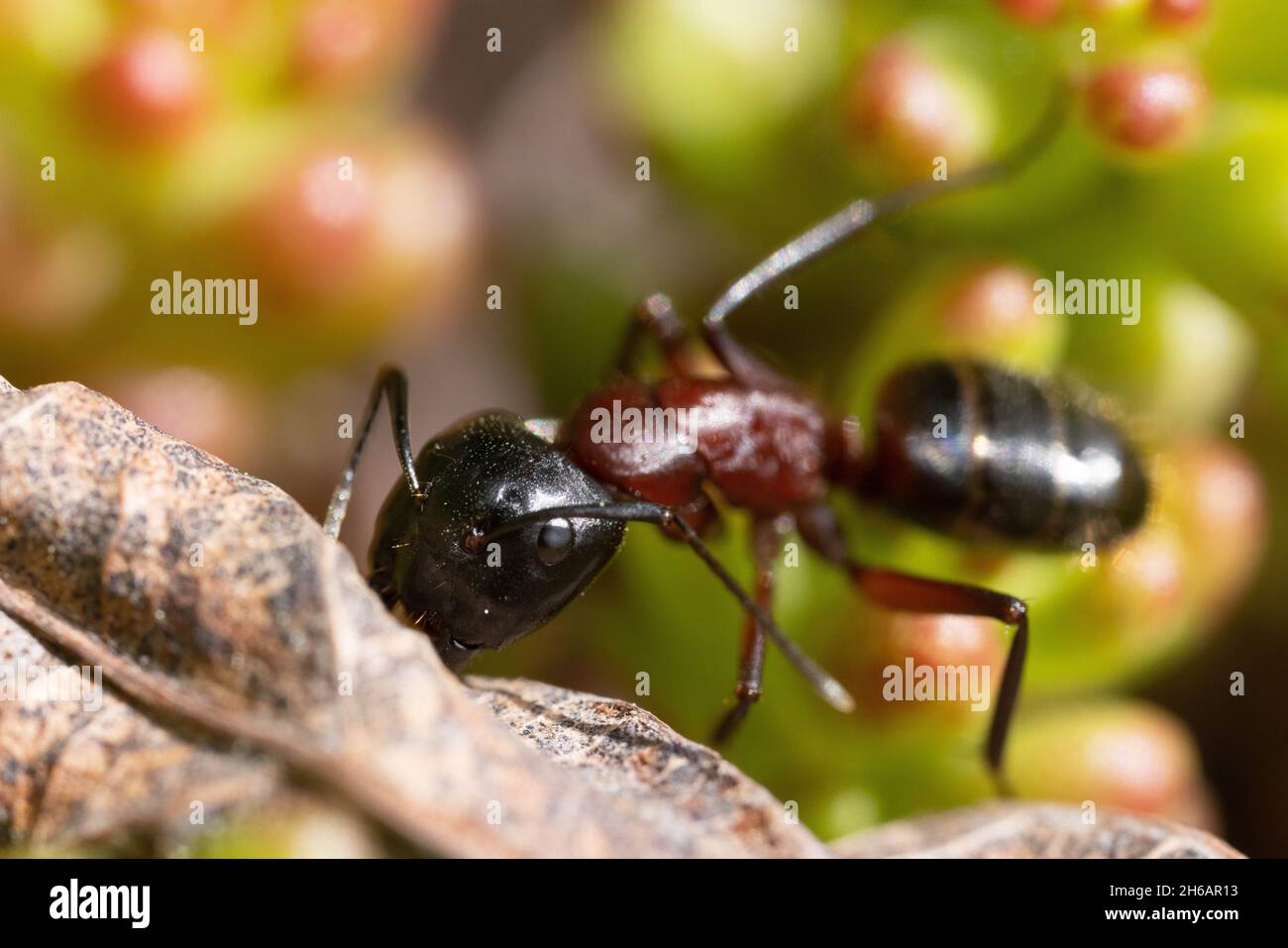 Braun-schwarze Schwärzenträgeranze Stockfoto