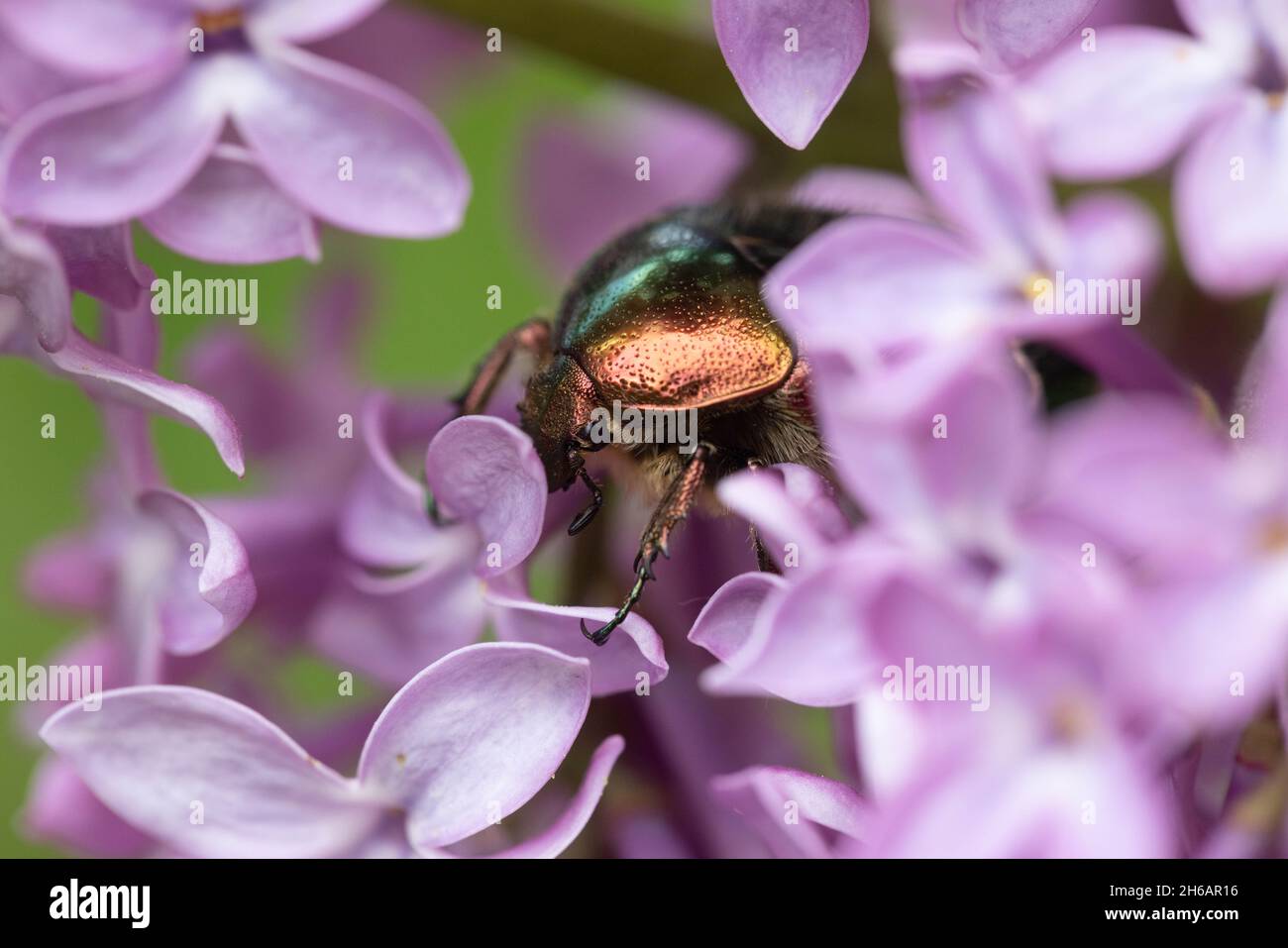 Cetonia aurata, die Rosenschäfer Stockfoto