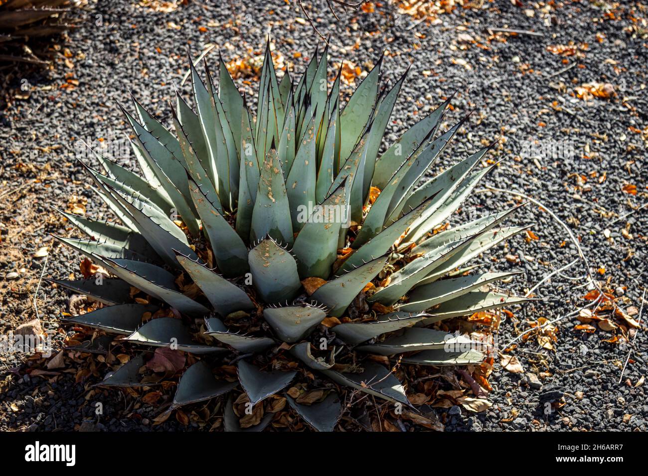 Eine Wüstenkaktus-ähnliche Pflanze im Boden, der Santa Fe Rail Park Stockfoto