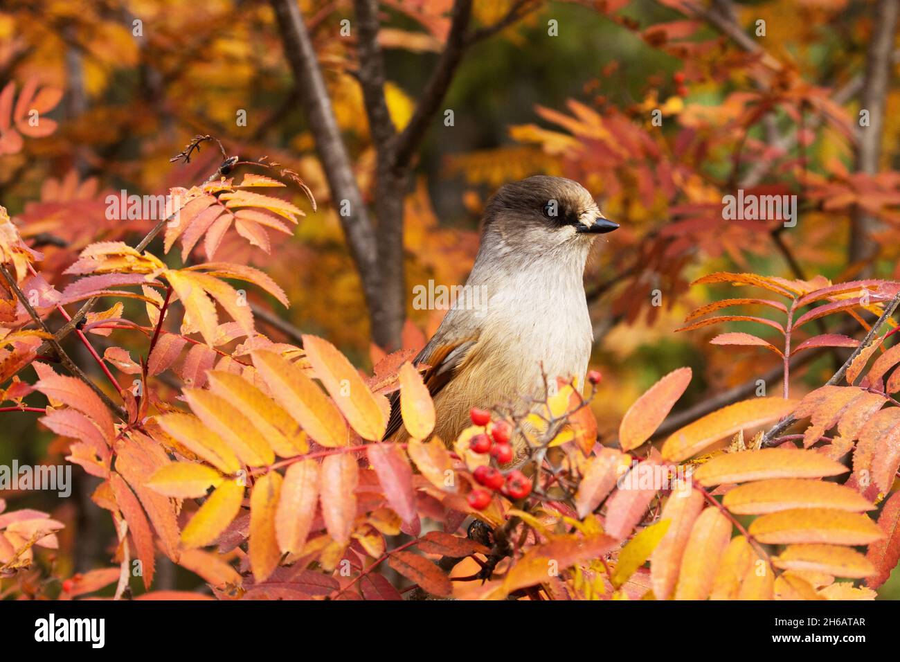 Wunderschöner Taigavogel, Sibirianer jay, Perisoreus infaustus inmitten farbenfroher Rowan-Baumblätter während der Herbstlaub bei Kuusamo, Finnland Stockfoto