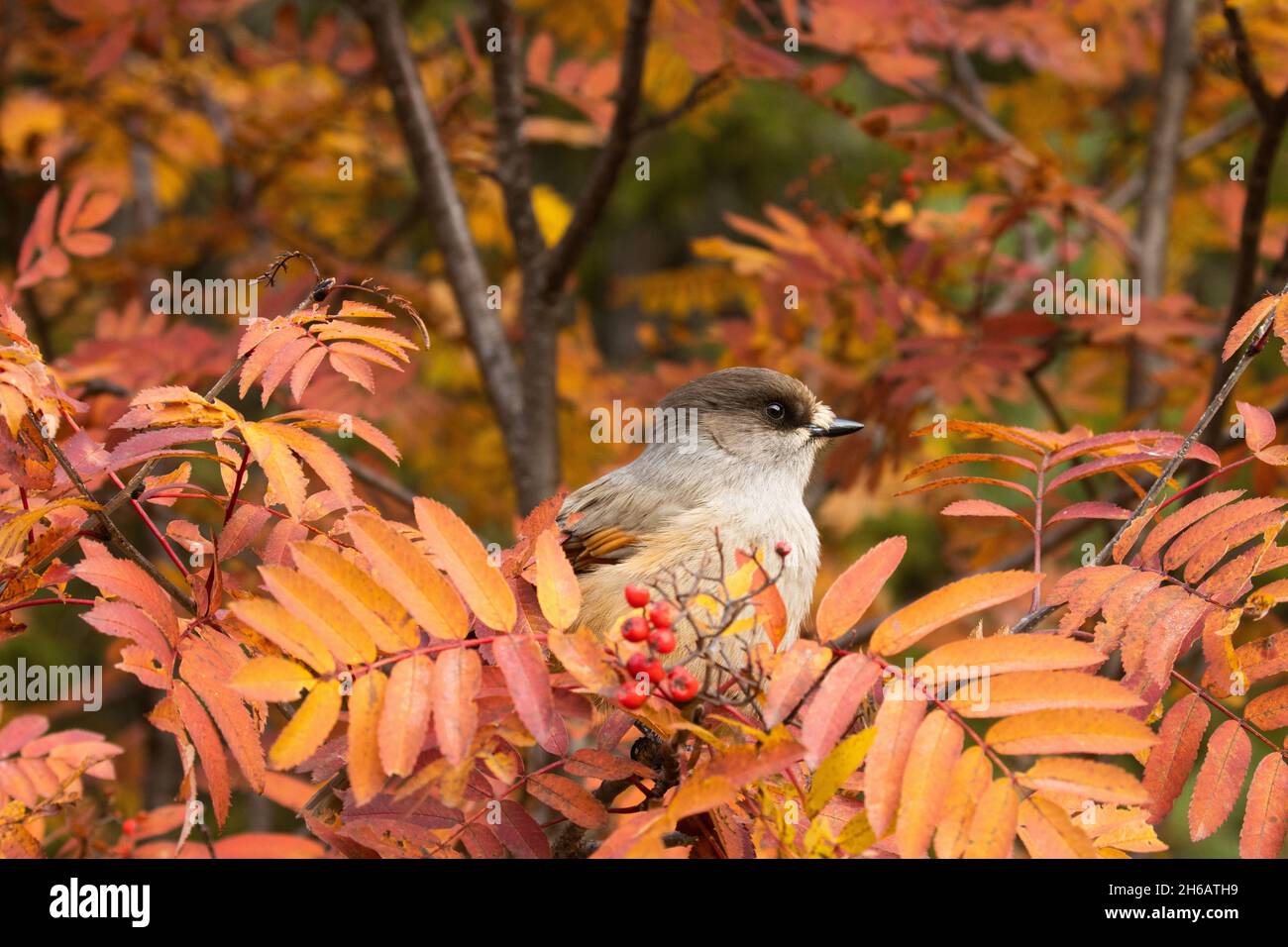 Wunderschöner Taigavogel, Sibirianer jay, Perisoreus infaustus inmitten farbenfroher Rowan-Baumblätter während der Herbstlaub bei Kuusamo, Finnland Stockfoto