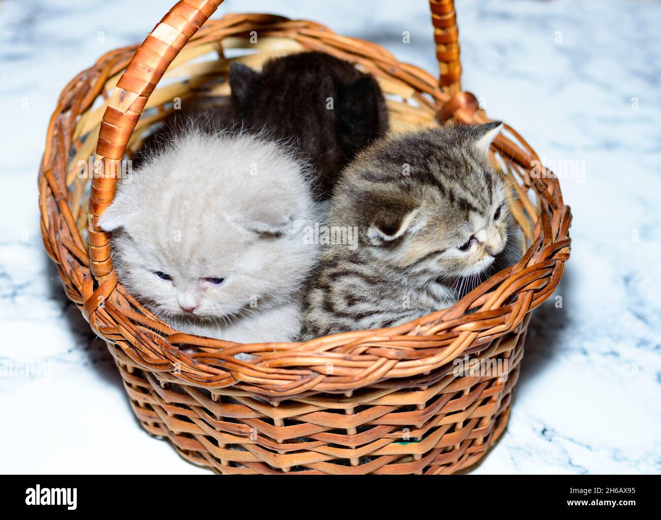 Kleine schottische Kätzchen in einem Korb, ein Haustier Kätzchen, ein Thema von Hauskatzen und Kätzchen Stockfoto