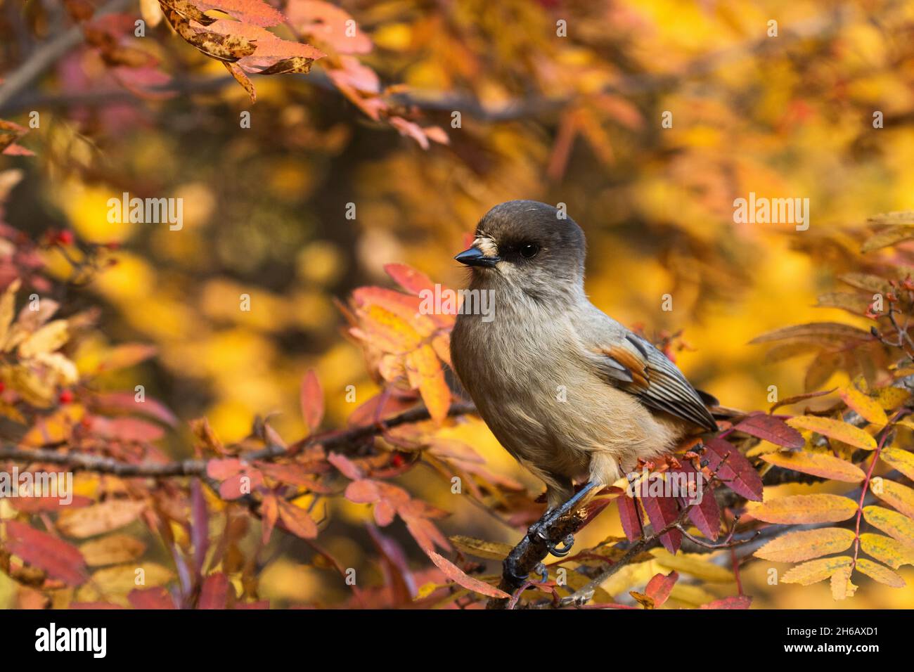 Wunderschöner Taigavogel, Sibirianer jay, Perisoreus infaustus inmitten farbenfroher Rowan-Baumblätter während der Herbstlaub bei Kuusamo, Finnland Stockfoto