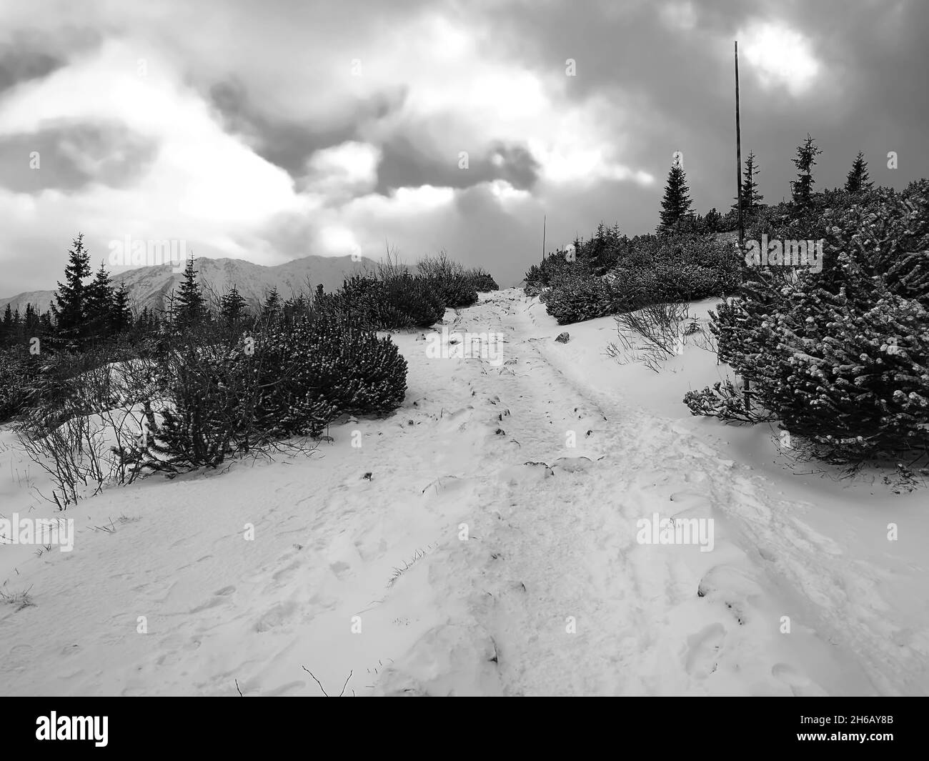 Eine Graustufenaufnahme einer verschneiten waldigen Landschaft an einem bewölkten Tag Stockfoto