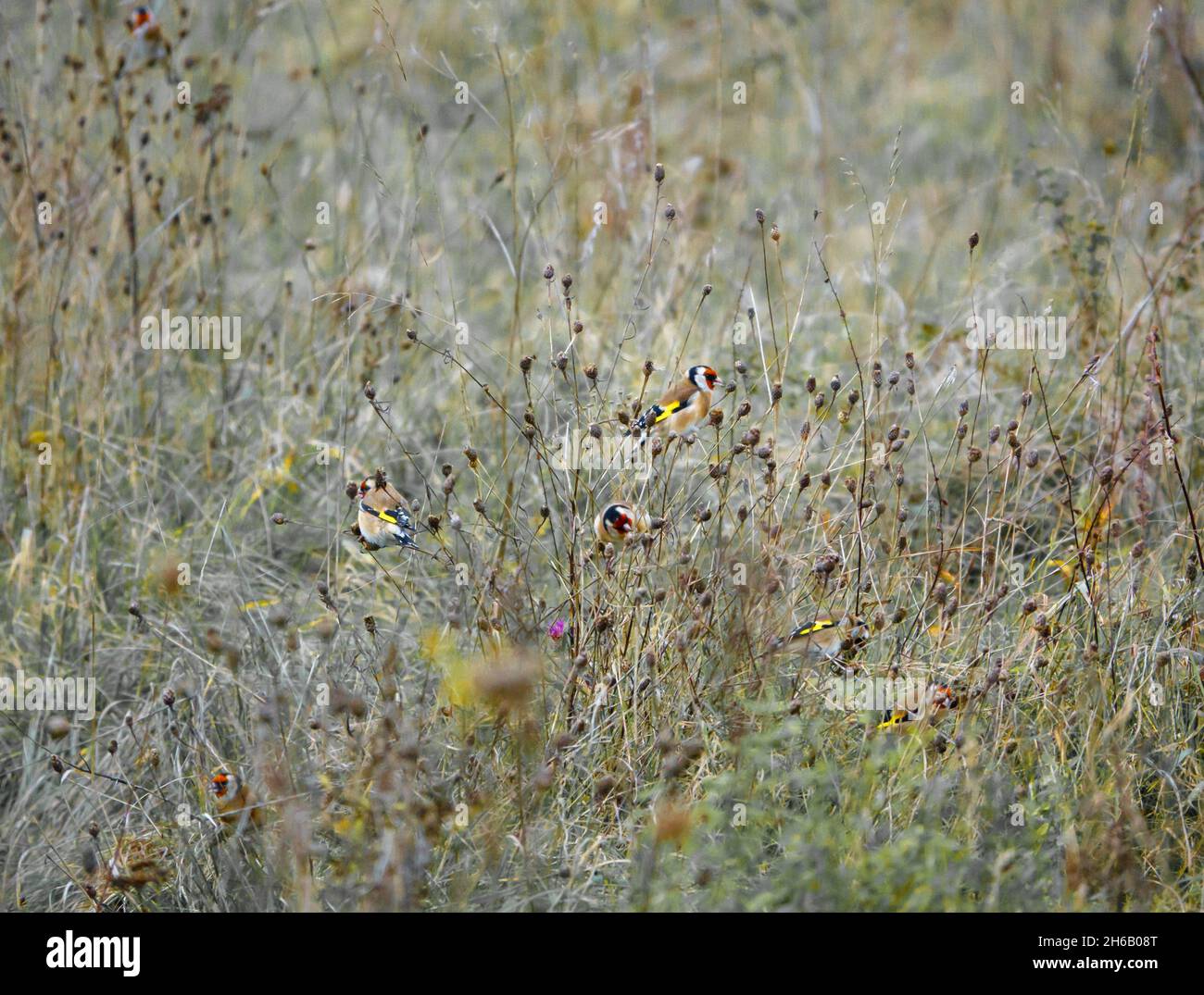 Eine Herde Goldfinken (Carduelis carduelis) auf der Salisbury Plain Wiltshire UK Stockfoto