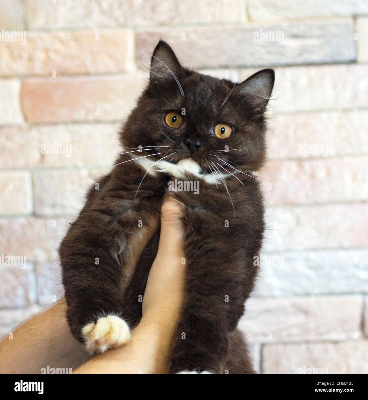 Dunkelbraune zweifarbige schottische gerade Highland Kätzchen in der Hand, Thema Katzen und Katzen im Haus, Haustiere ihre Fotos und ihr Leben Stockfoto