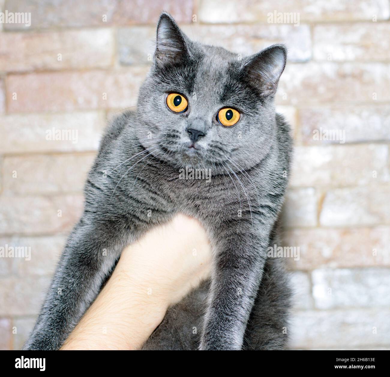 Junge schöne blaue klassische schottische Katze in den Händen auf einem Backstein Wand Hintergrund, das Thema der Katzen und Katzen im Haus, Haustiere ihre Fotos und thei Stockfoto