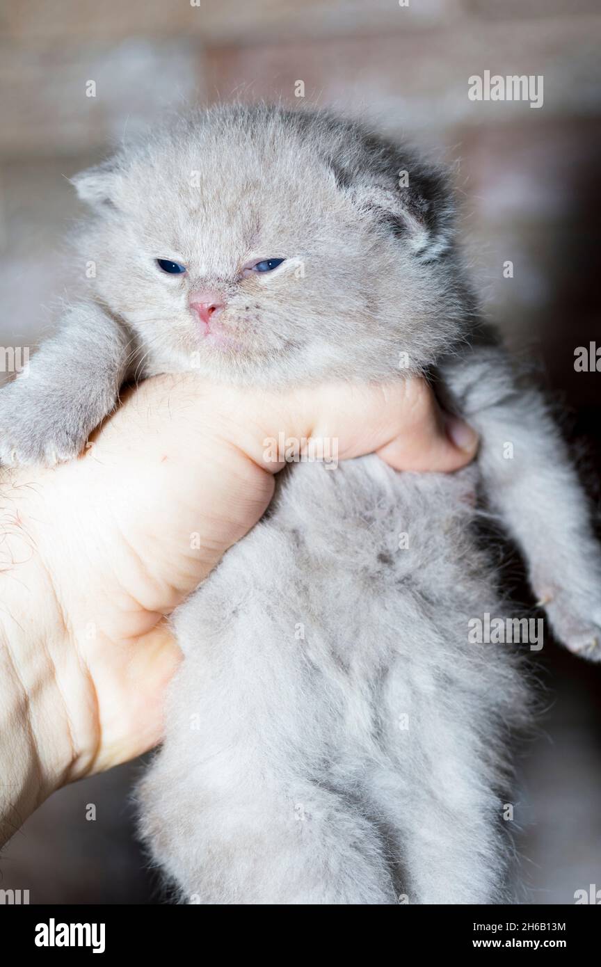 Schottisches kleines Lavendelkätzchen in den Händen gegen eine Ziegelmauer, das Thema von Katzen und Katzen im Haus, Haustieren, ihren Fotos und ihrem Leben Stockfoto