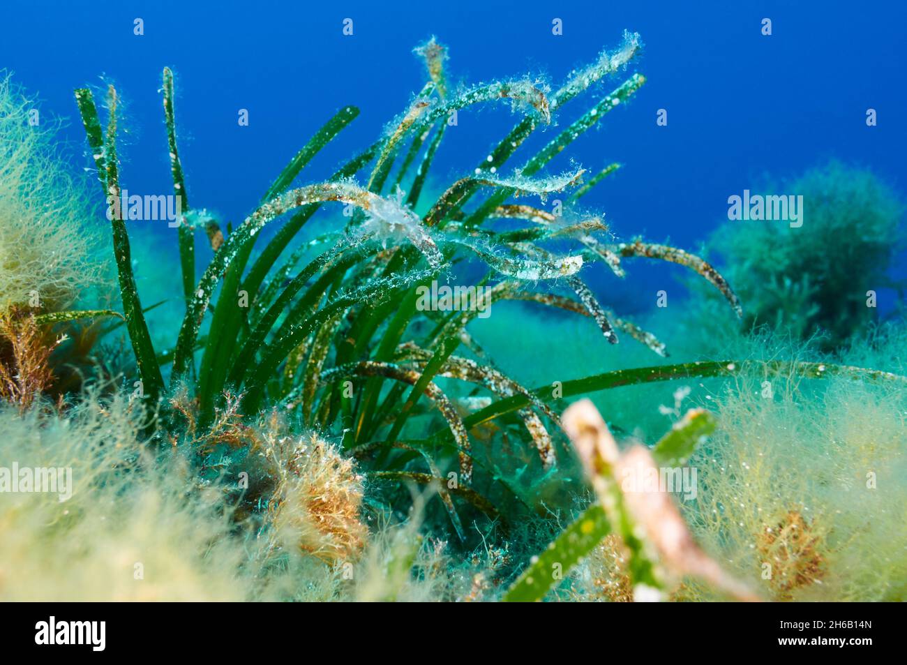 Unterwasseransicht der Neptun-Seegraspflanze (Posidonia oceanica) im Naturpark Ses Salines (Formentera, Balearen, Mittelmeer, Spanien) Stockfoto