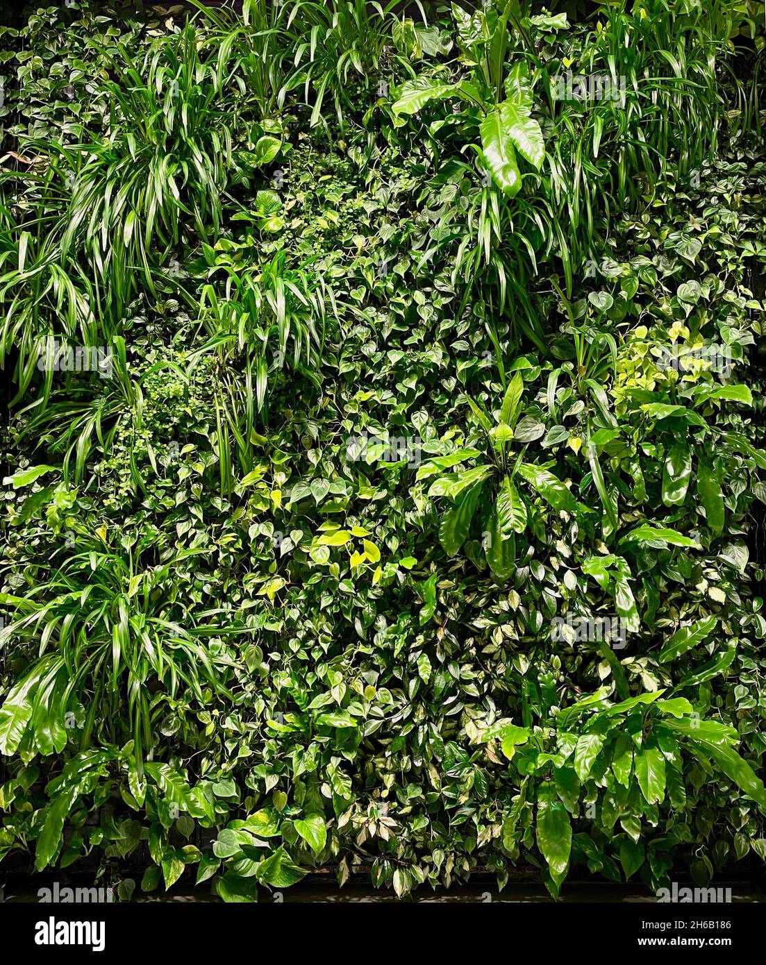 Vertikaler Garten mit tropischen Pflanzen, innen. Umweltfreundliche grüne Wand. Stockfoto