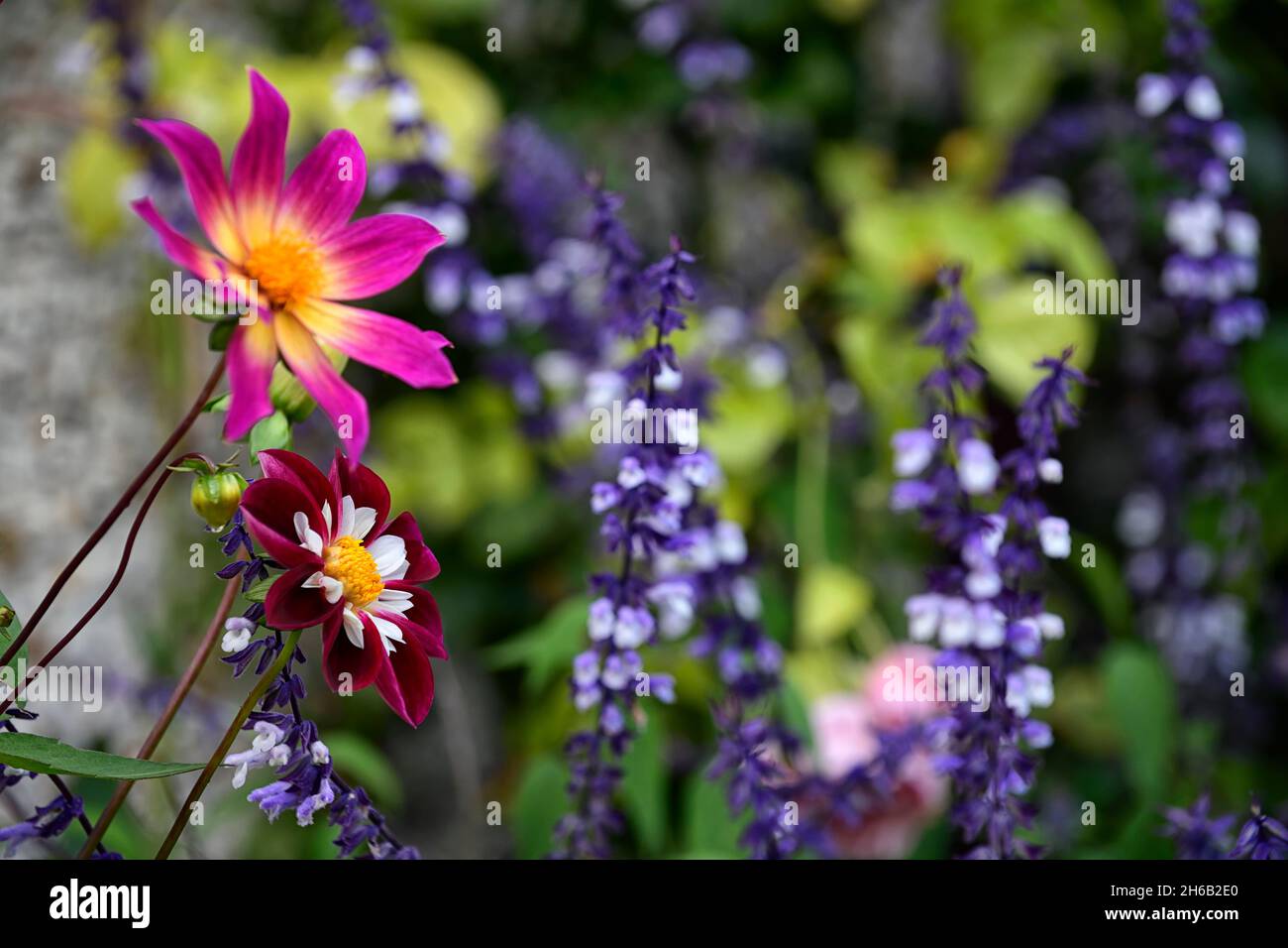 dahlia Nachtschmetterling, Dahlia helle Augen, Salvia phyllis Phantasie, Dahlien, Salvias, Mischung, gemischte Pflanzung Schema, Spätsommer Blüte, RM floral Stockfoto