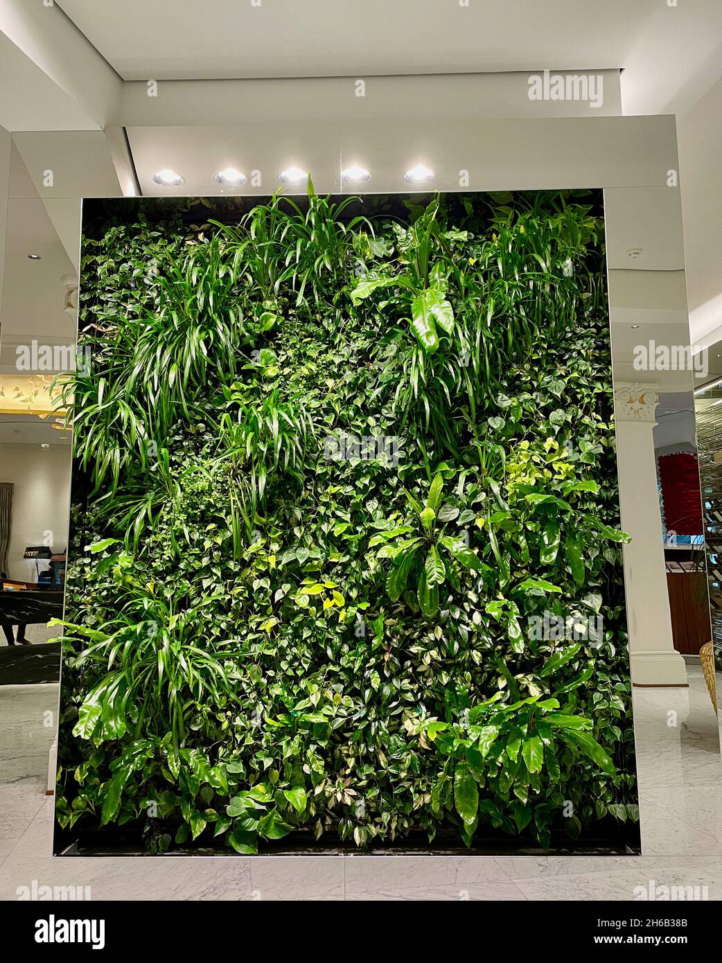 Grüne Wand mit tropischen Pflanzen und Blumen, vertikaler Garten unter künstlicher Beleuchtung. Stockfoto