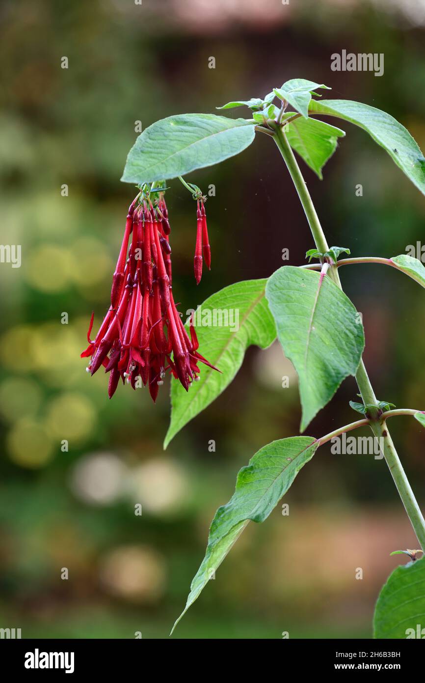 Fuchsia boliviana, bolivianische Fuchsia, rote Blumen, hängende Blume, lange trompetenförmige Blüten, Garten, Gärten, RM Floral Stockfoto