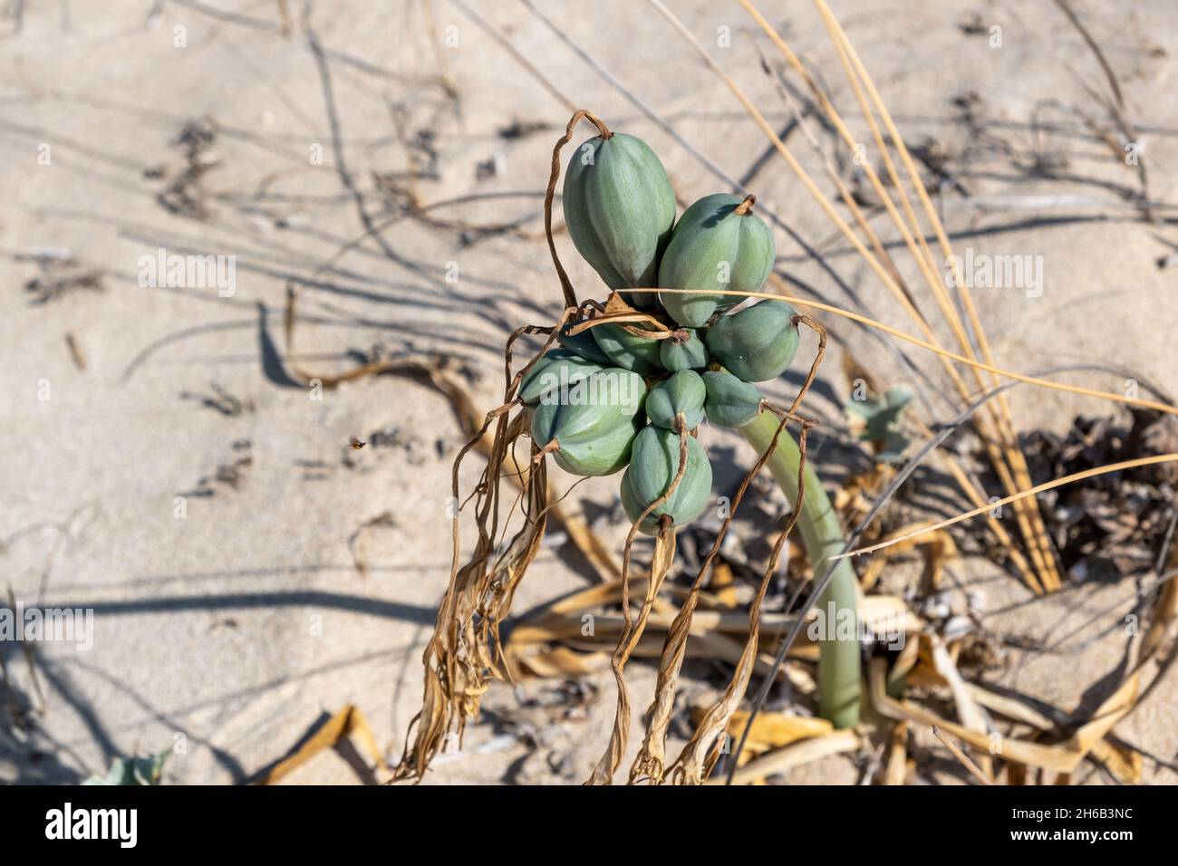 Seedaffodil, Pancratium maritimum, blühende, knollige Wildpflanze, weiße Blüten. Sandlilie wächst am Sandstrand und in den Küstensanddünen am Mittelmeer Stockfoto