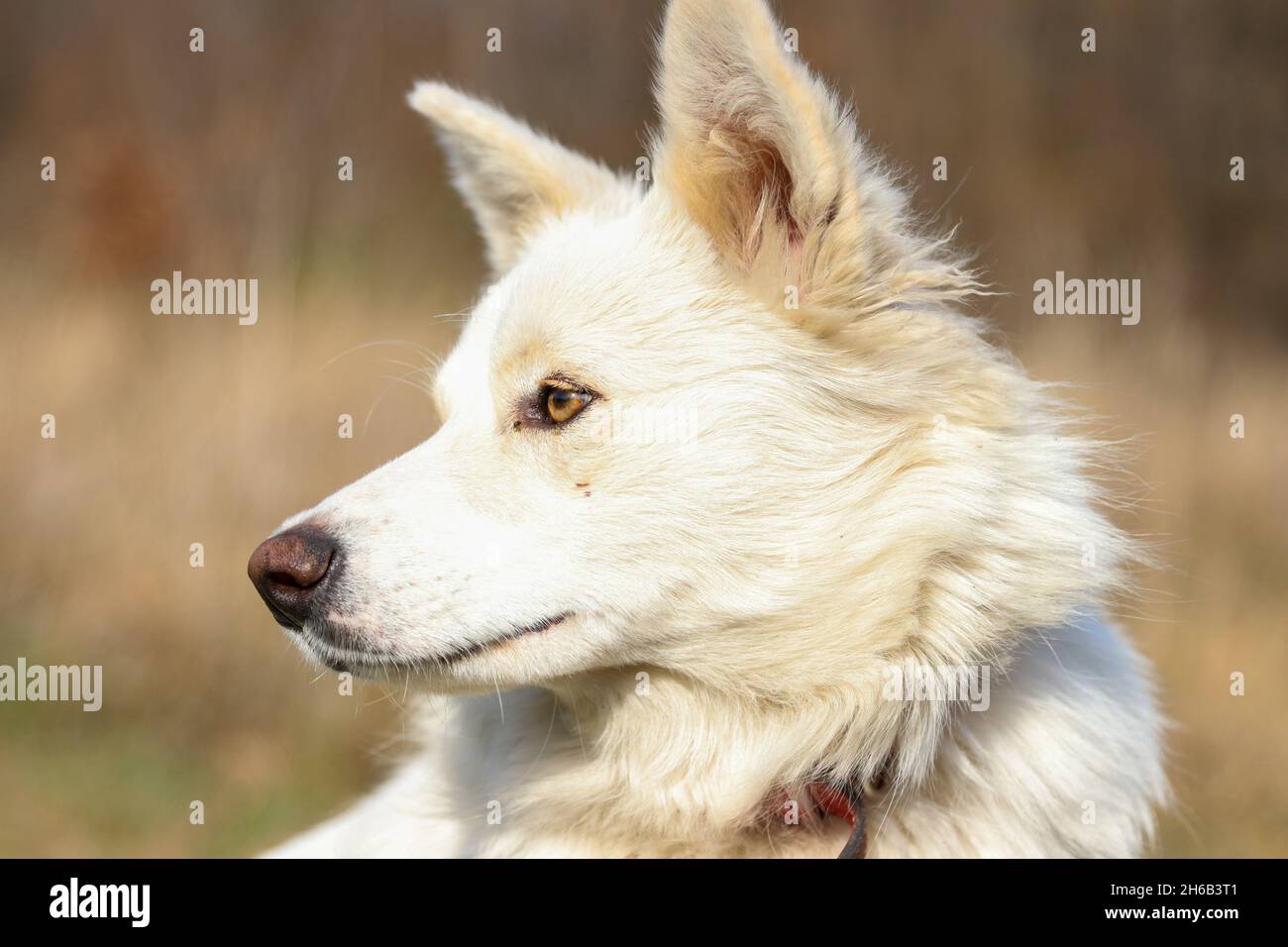 Weißer Hund an einem sonnigen Tag Stockfoto