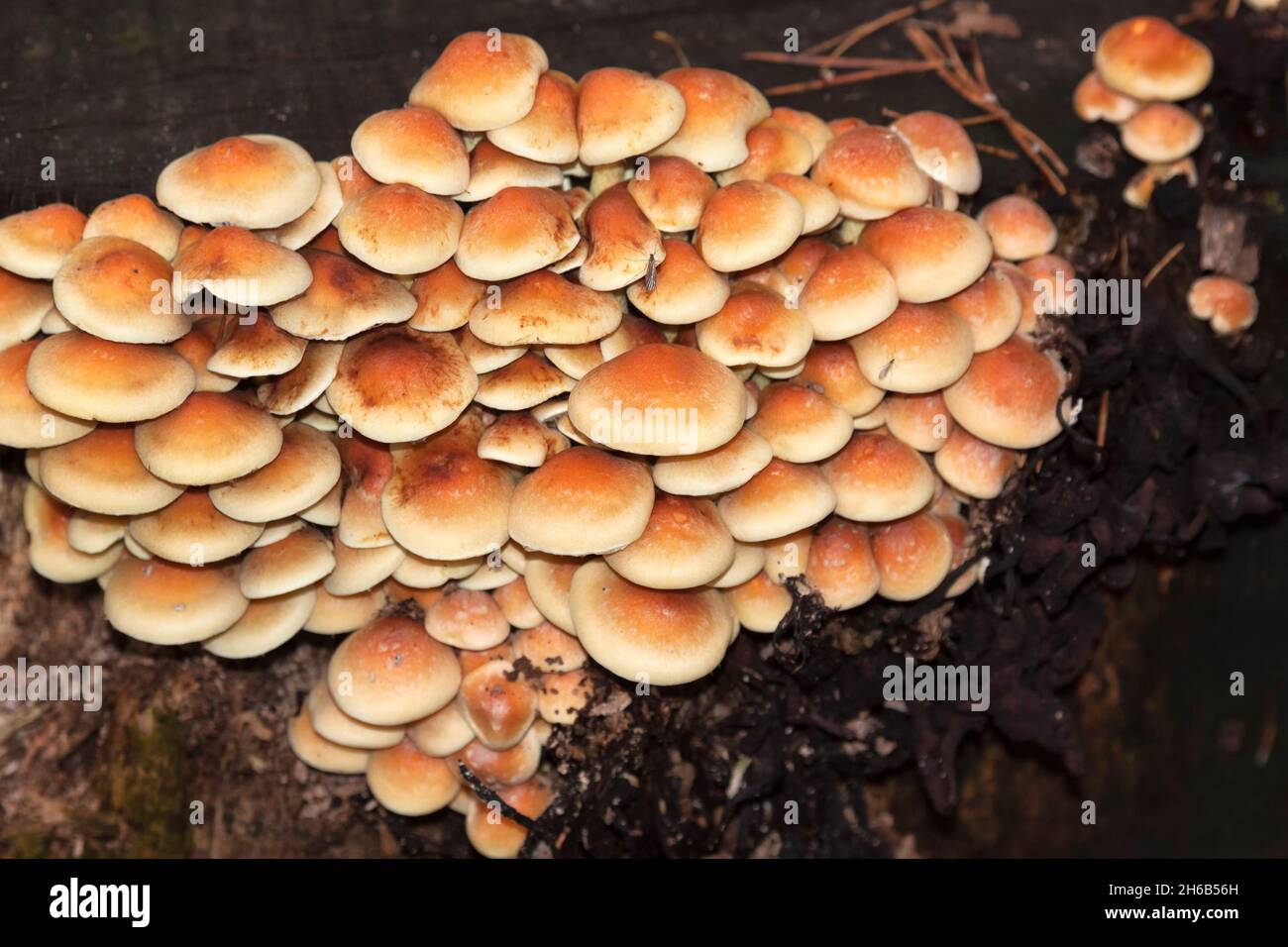 Kuehneromyces mutabilis, ummantelter Holztuft, Berlin, Deutschland Stockfoto