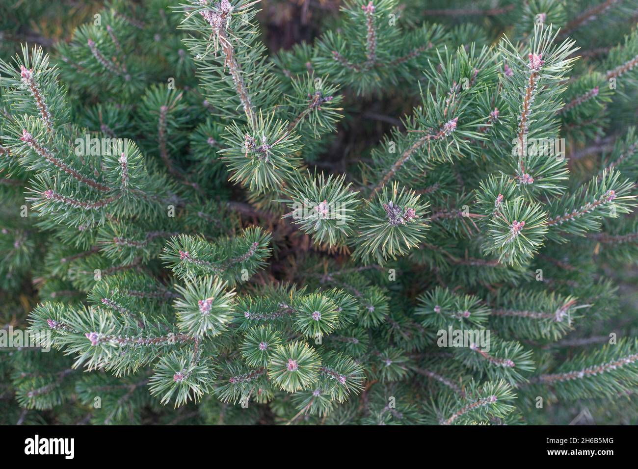 Zweige einer Tanne im Wald, Symbol des neuen Jahres, weihnachtlicher Hintergrund Stockfoto