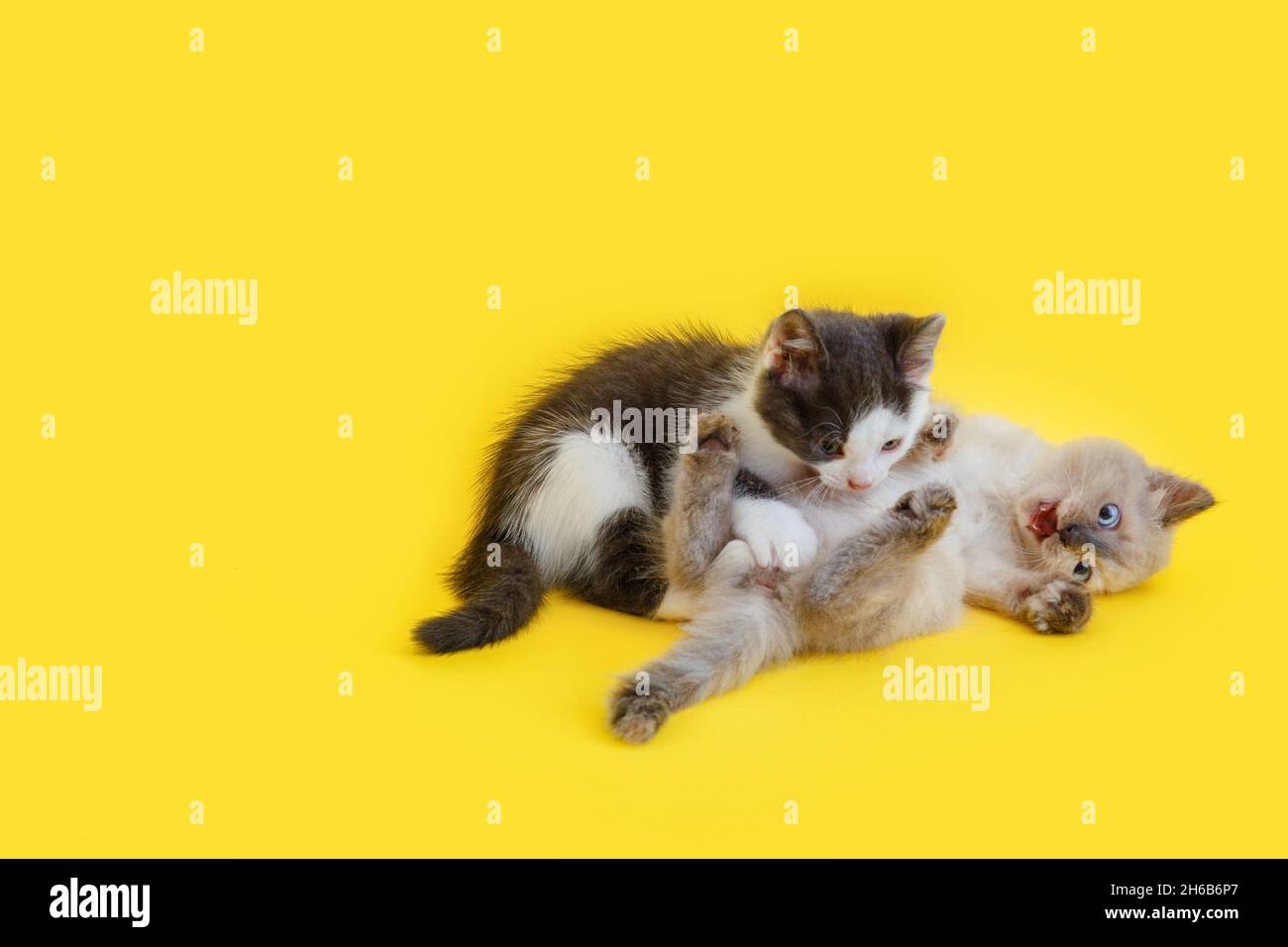 Gruppe von zwei 2 Kätzchen Spielen Kampf und beißen zusammen isoliert auf gelbem Hintergrund mit Kopierraum. Kleine weiße Kätzchen und graue Katze isoliert auf Farbe Stockfoto