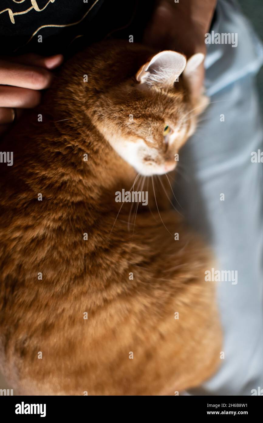 Zärtliche Katze auf dem Schoß der Gastgeberin auf der Matte Stockfoto