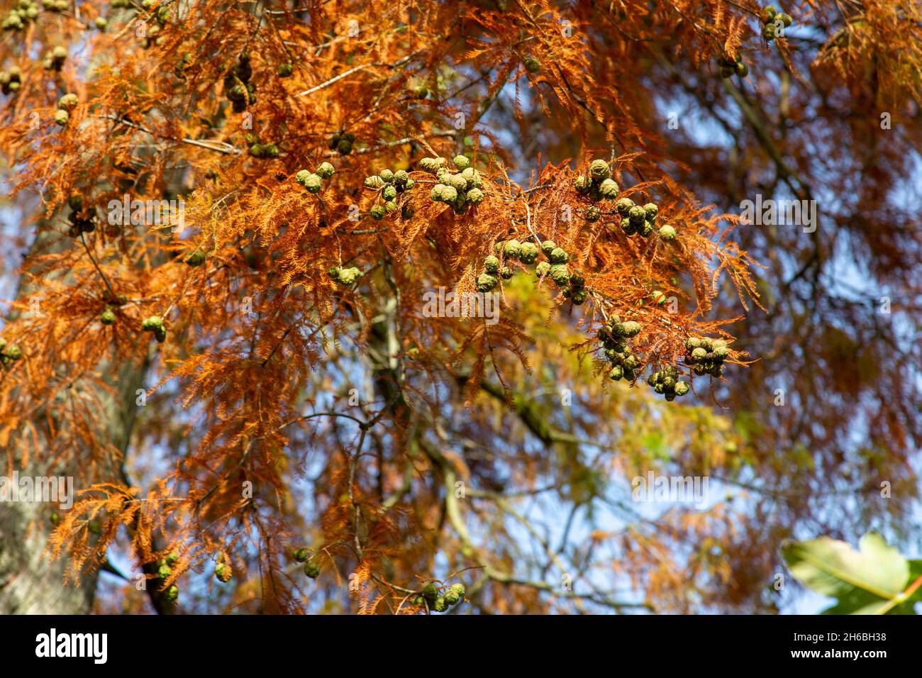 Zapfen und herbstlich rotgefärbte Nadeln eines Laub-Sumpfzypress-Baumes (Taxodium destichum), London, Großbritannien Stockfoto