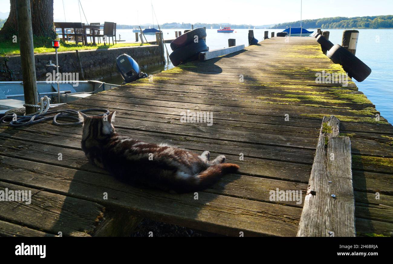 Katze ruht an einem alten Holzsteg auf der Insel Frauenchiemsee am Chiemsee in Bayern an einem sonnigen Tag im Mai (Deutschland) Stockfoto