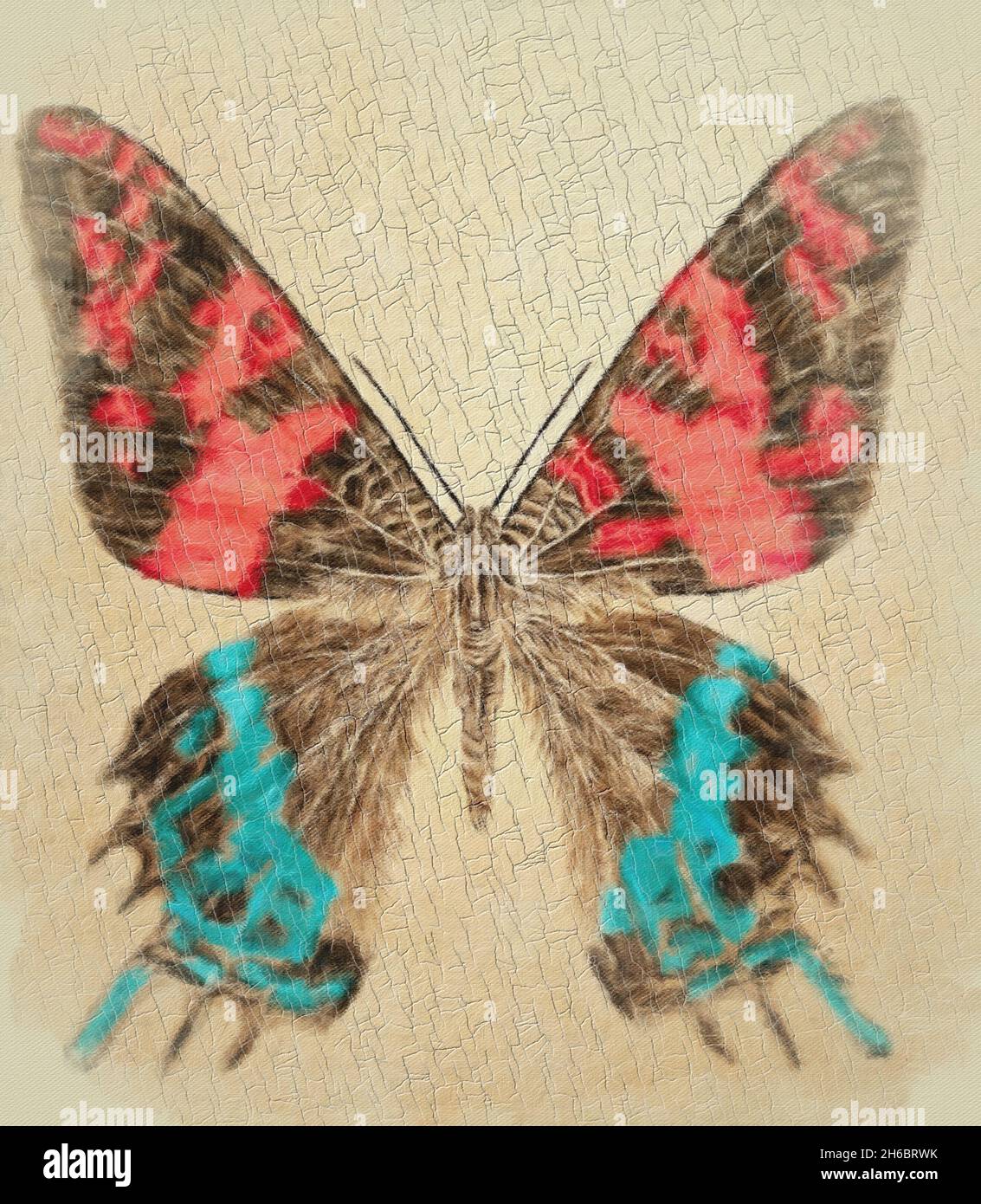 Ein Schmetterling, der vom Fotokünstler Luciano Leon handgefärbt und dann für die Wirkung digitalisiert wurde. Stockfoto
