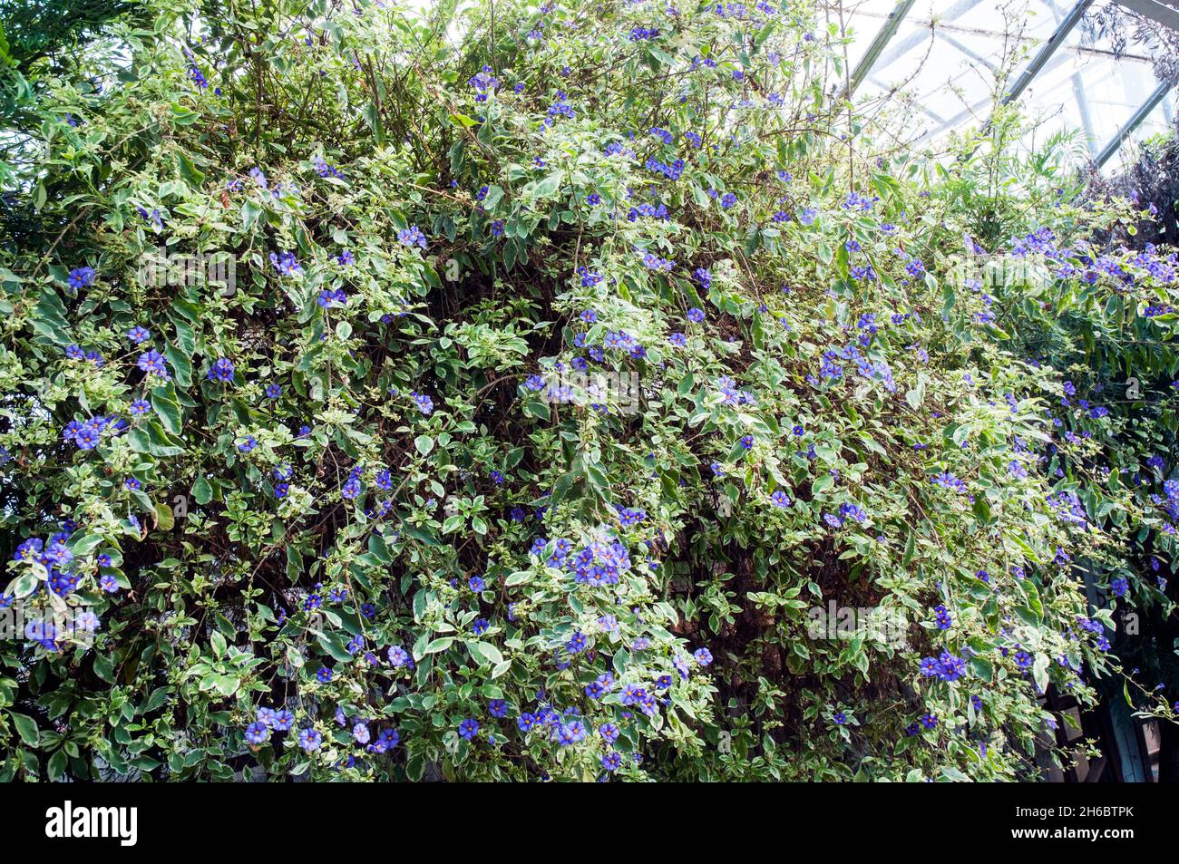 Solanum Jasminoides Kartoffelweinpflanze in voller Blüte. Eine halbwinterharte, immergrüne, halbimmergrüne Klitoris, die vom Frühsommer bis zum Herbst violett-blaue Blüten hat Stockfoto