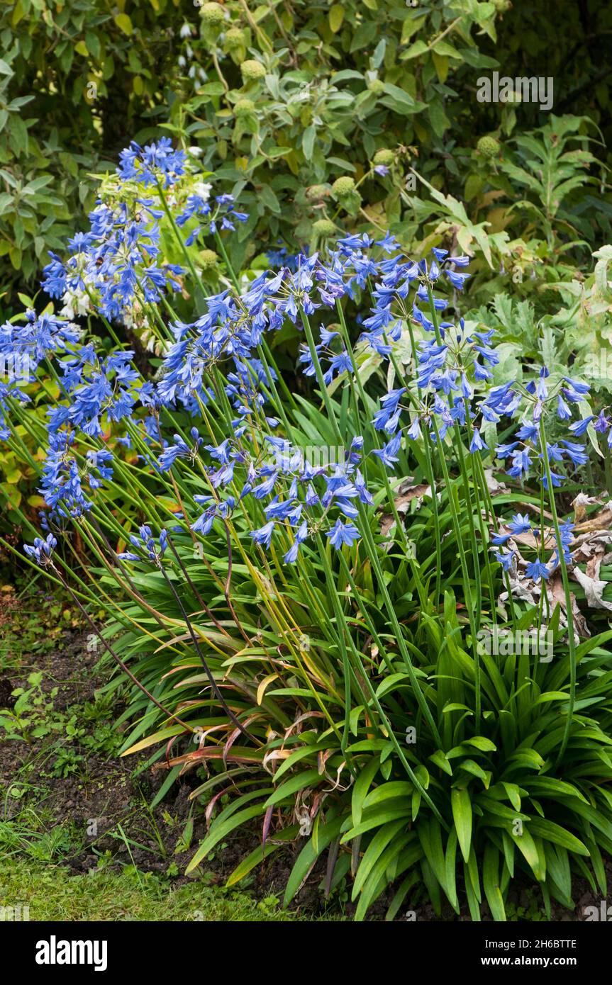 Agapanthus Ben Hope mit Blütenkopf aus blauen Blüten eine Klumpen bilden krautige mehrjährige Laub-oder halb immergrün und voll winterhart Stockfoto