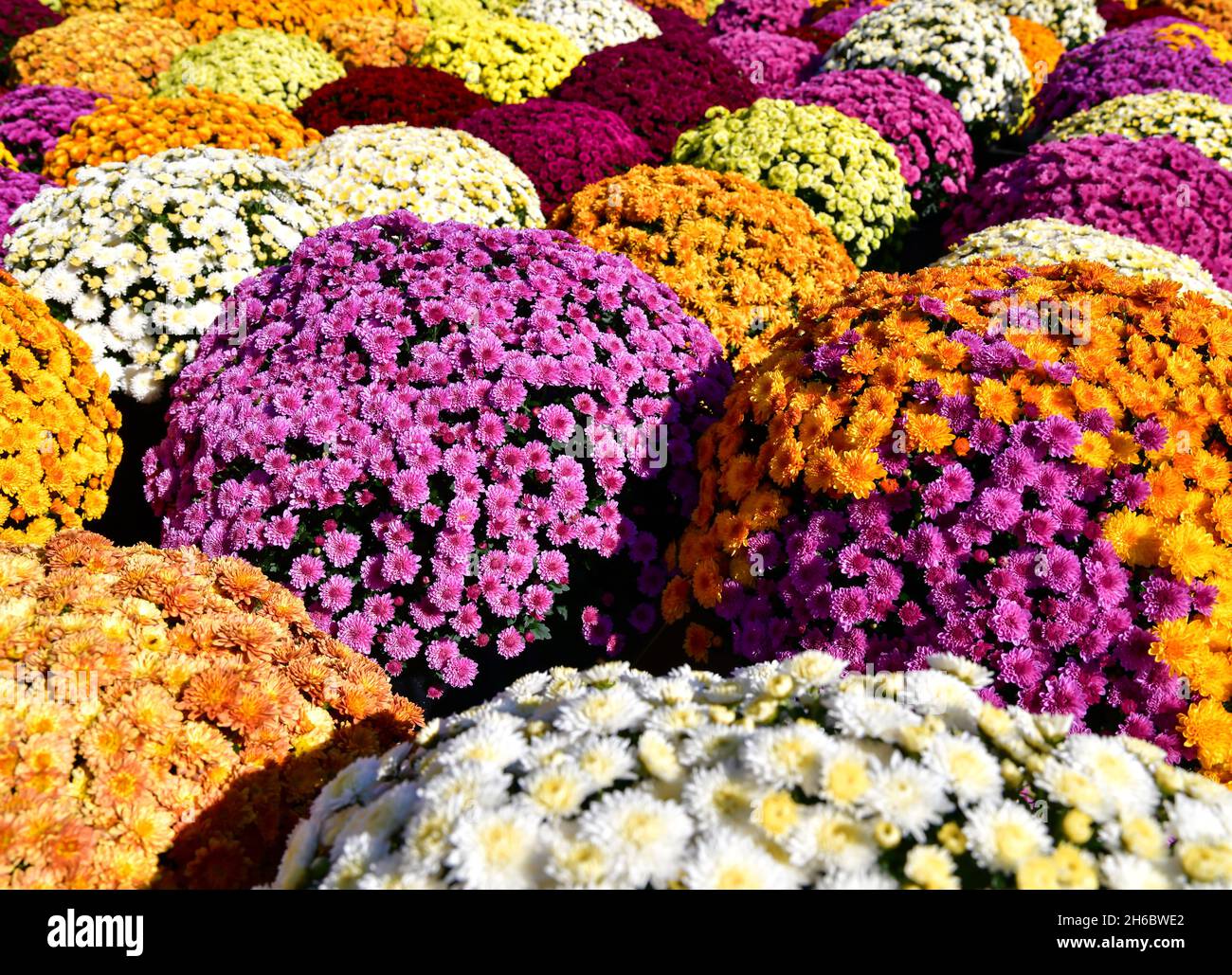 Der Herbst blüht in einer Gruppe auf dem Markt Stockfoto