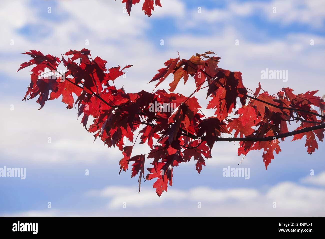Herbstblätter, roter Ahorn, Acer-Rubrum gegen blauen Himmel und weiße Wolken. Stockfoto