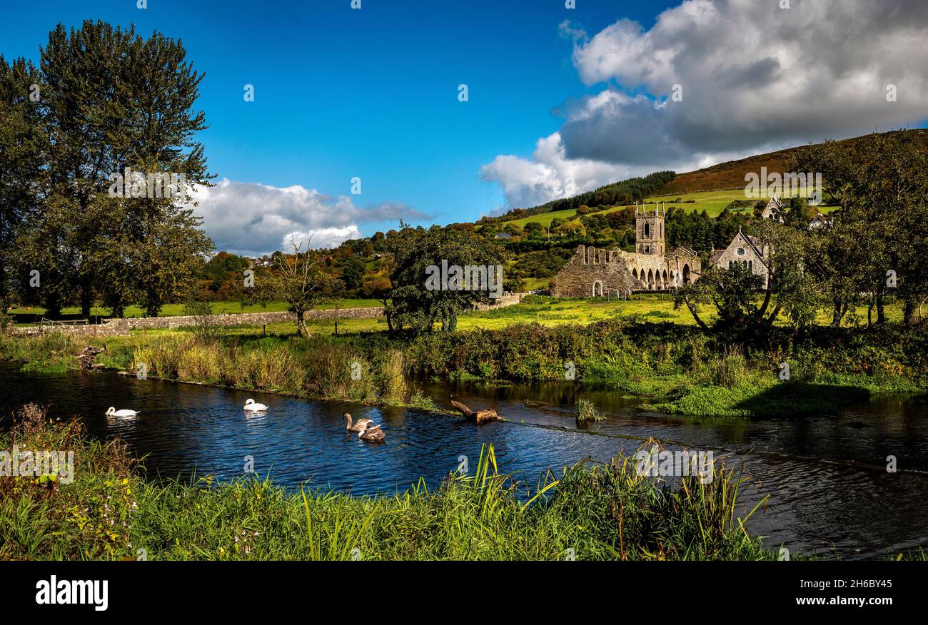 Schwäne am Fluss Slaney vor der Baltinglass Abbey, County Wicklow, Irland Stockfoto