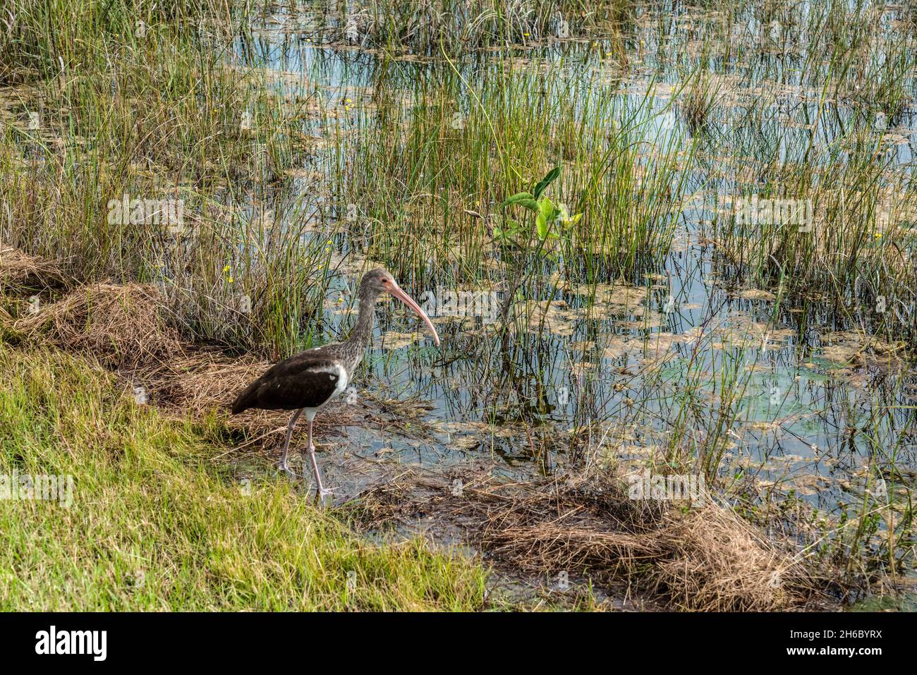Juvenile Ibis im Everglades National Park, USA Stockfoto Juvenile Ibis im Everglades National Park, USA Stockfoto