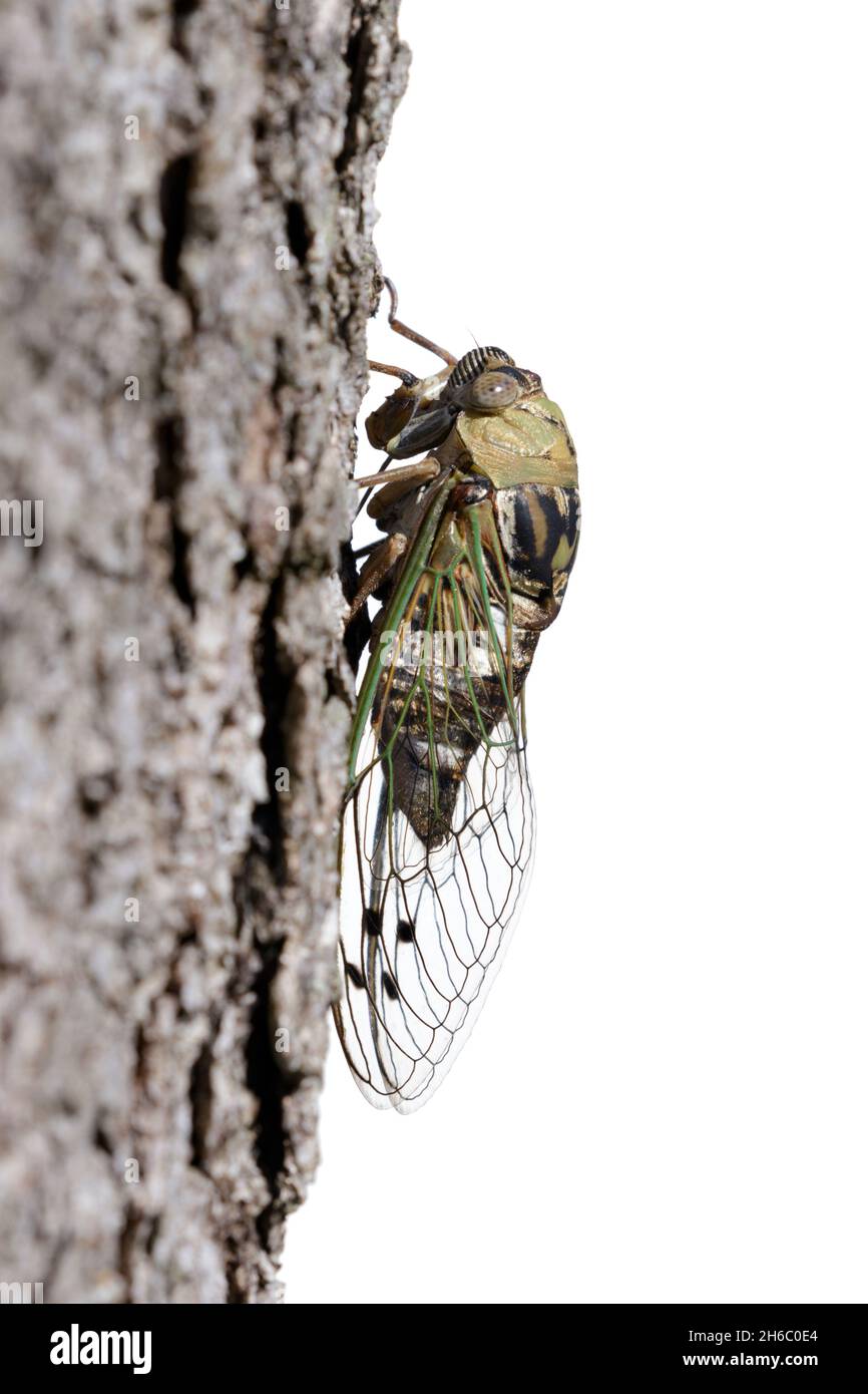 Rescher Hundertdag-Cicada-Rüde (Megatibicen resh) auf Baumstamm, isoliert auf weißem Hintergrund, Seitenansicht Stockfoto