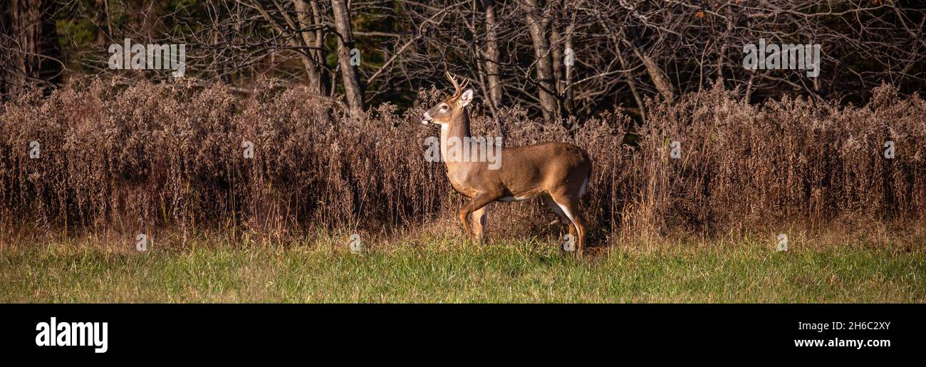 Weißschwanzbock (odocoileus virginianus), der im November auf einem Heufeld in Wausau, Wisconsin, wachsam steht Stockfoto