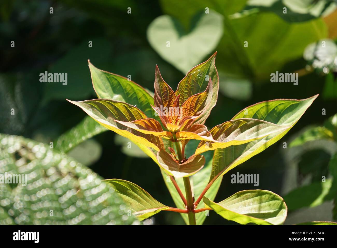 Sonnenbeleuchtete Pflanze im Regenwald von Panama Stockfoto