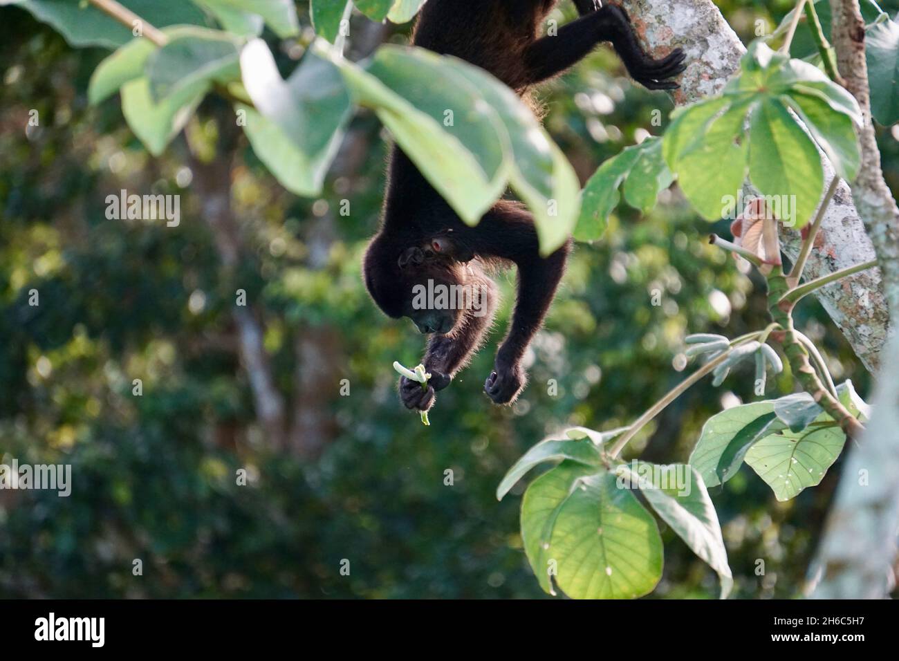 Ein junger Brüllaffe frisst eine Banane, während er in Panama am Schwanz an einem Baum hängt Stockfoto
