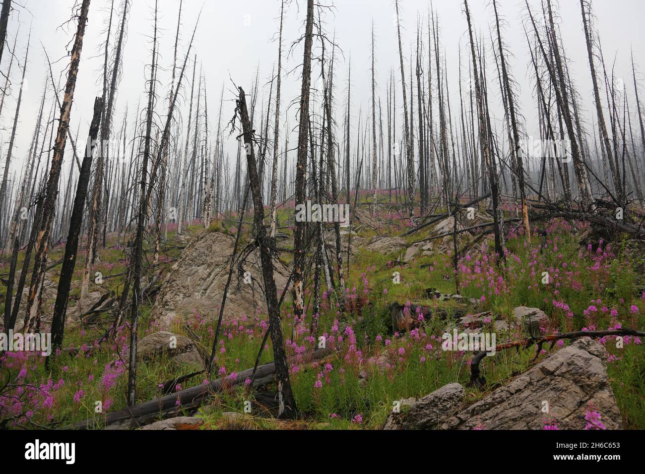 Feuerkraut (Chamaenerion angustifolium) sprießt auf freiem Feld, das von einem Waldfeuer in der Nähe des Medicine Lake im Jasper National Park, Alberta, Kanada, hinterlassen wird. Stockfoto
