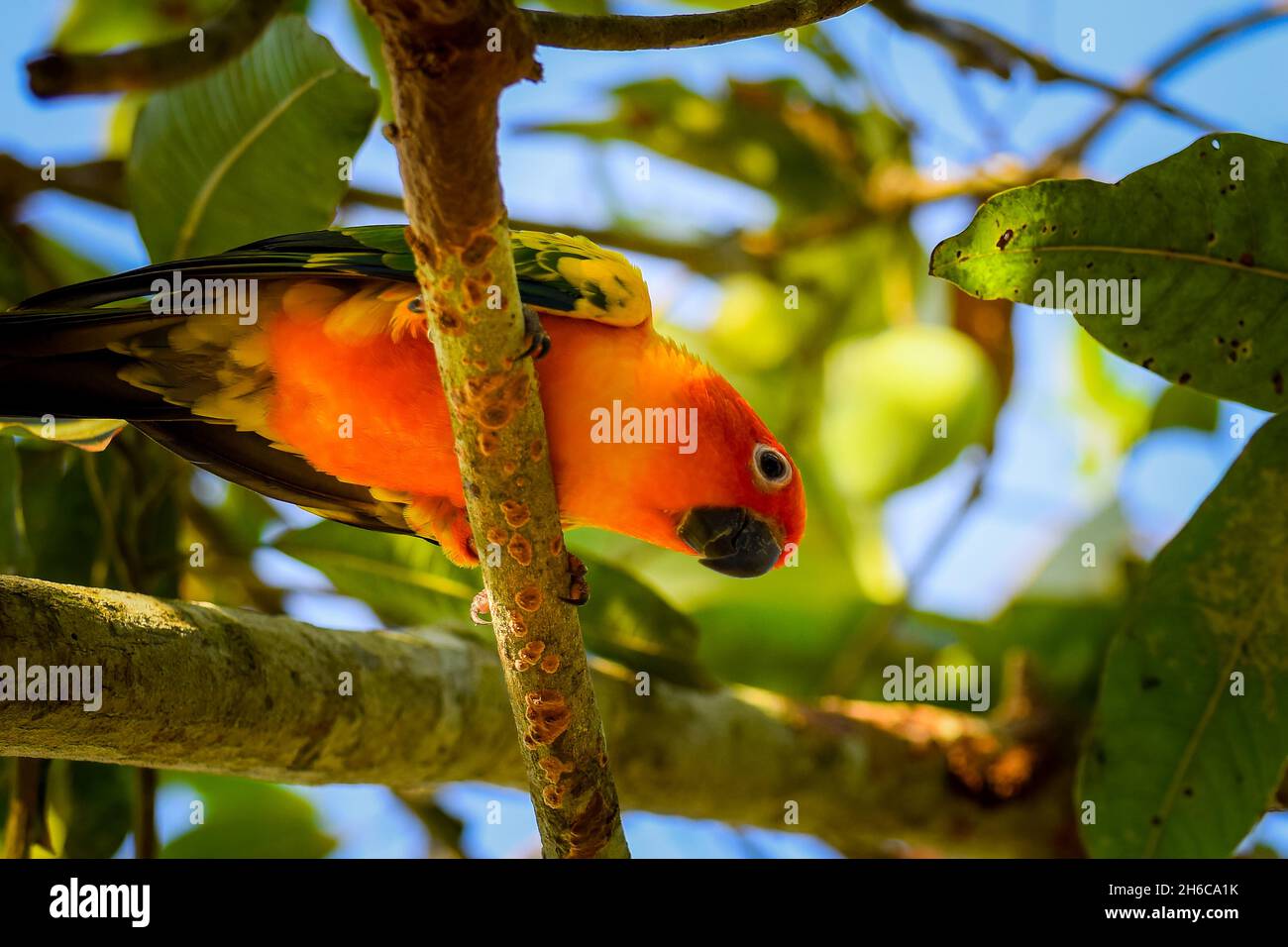 Sonne conure steht auf dem Baum Stockfoto