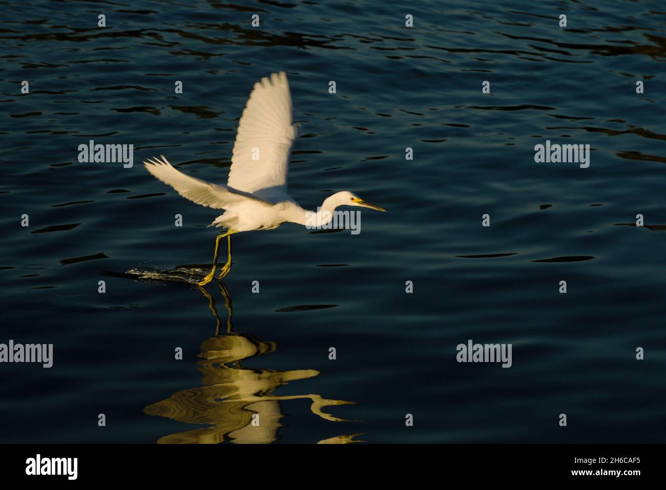 Reiher fliegt anmutig über den See, Füße, die das Wasser mit goldenem Glanz der Sonne absaugen. Feine Detail der Vögel Augen Hals & Flügel, im Wasser reflektiert Stockfoto