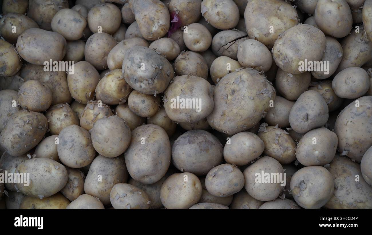 Frisch geerntete Kartoffeln, direkt vom Bauernhof, sind bereit für unzählige Mahlzeiten. Von Pommes Frites bis hin zu pürierten Köstlichkeiten. Stockfoto