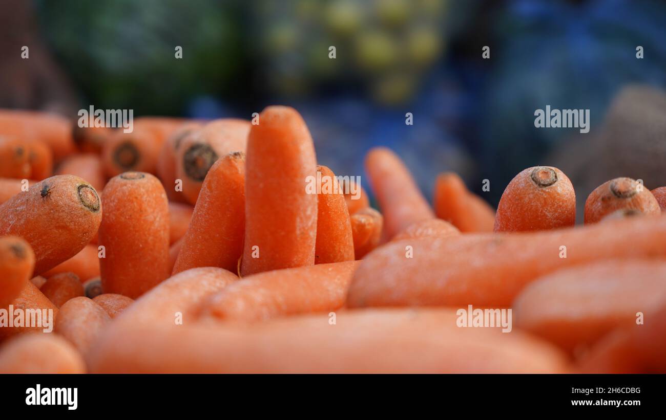 Nature's Candy: Eine lebendige Karotte aus nächster Nähe. Frisch von der Farm: Eine perfekt geformte Karotte bereit für die Küche. Ein knuspriger Genuss. Stockfoto