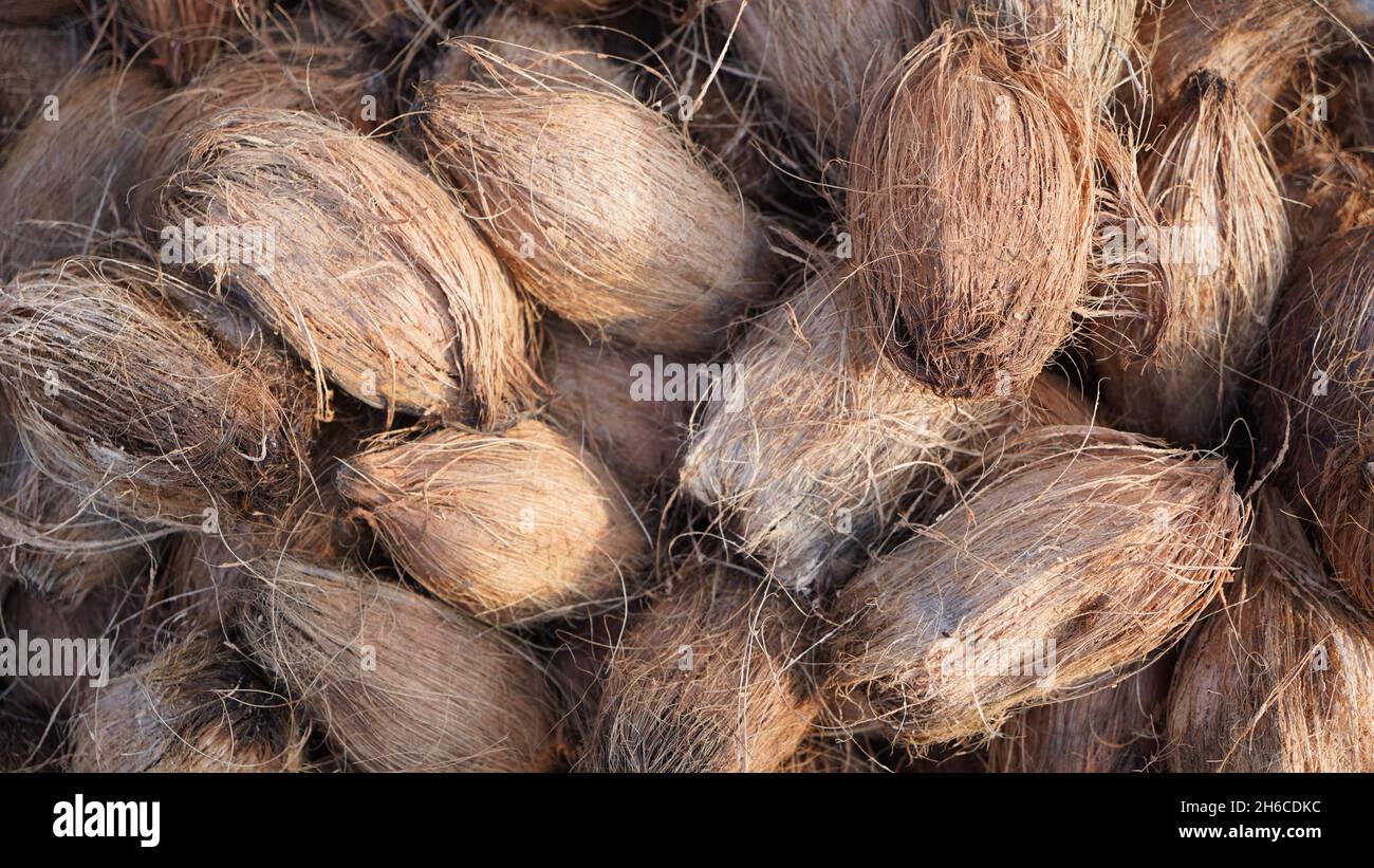 Hochwertige Bilder von rohen und Reifen Kokosnüssen Stockfoto