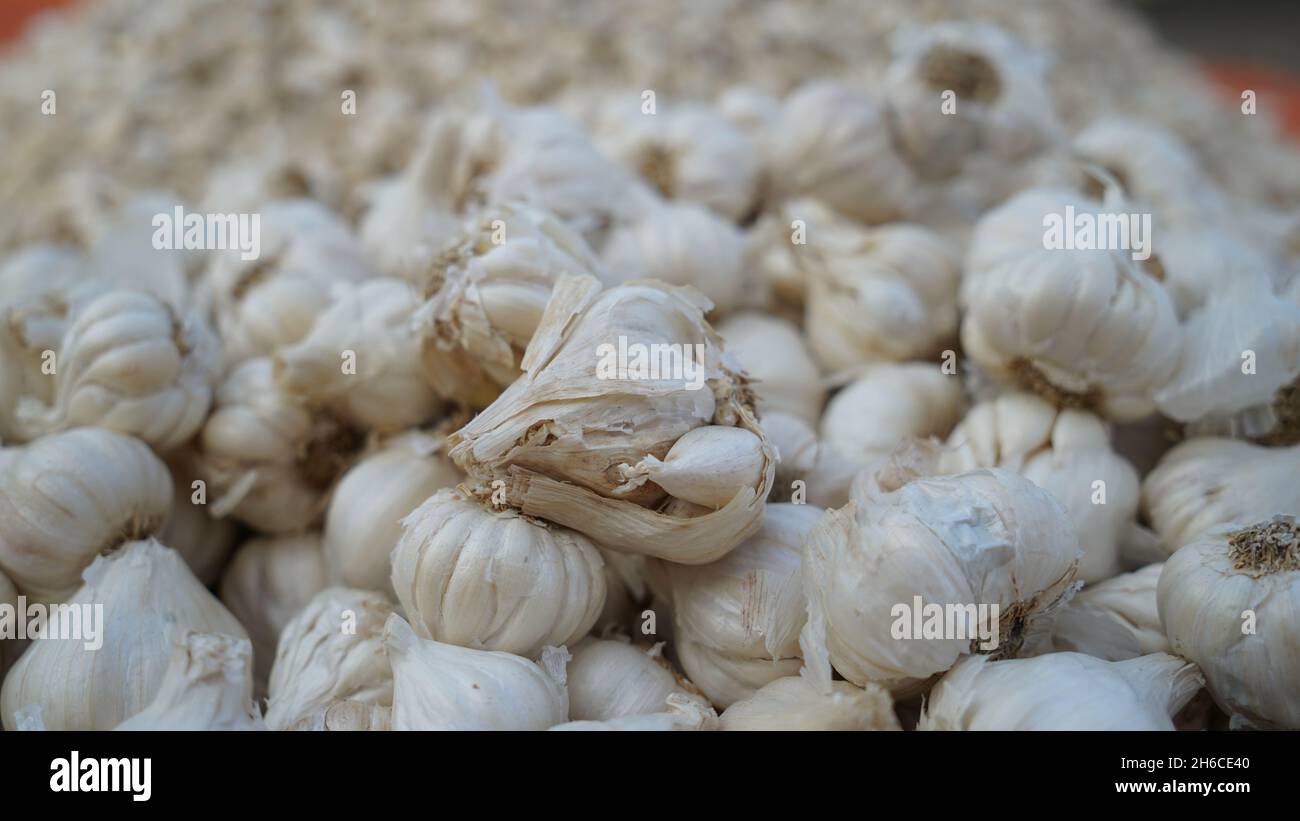 Voller Knoblauch mit festen weißen Zwiebeln und leuchtend grünen Landschaften, die ihre natürliche Textur und Frische betonen Stockfoto